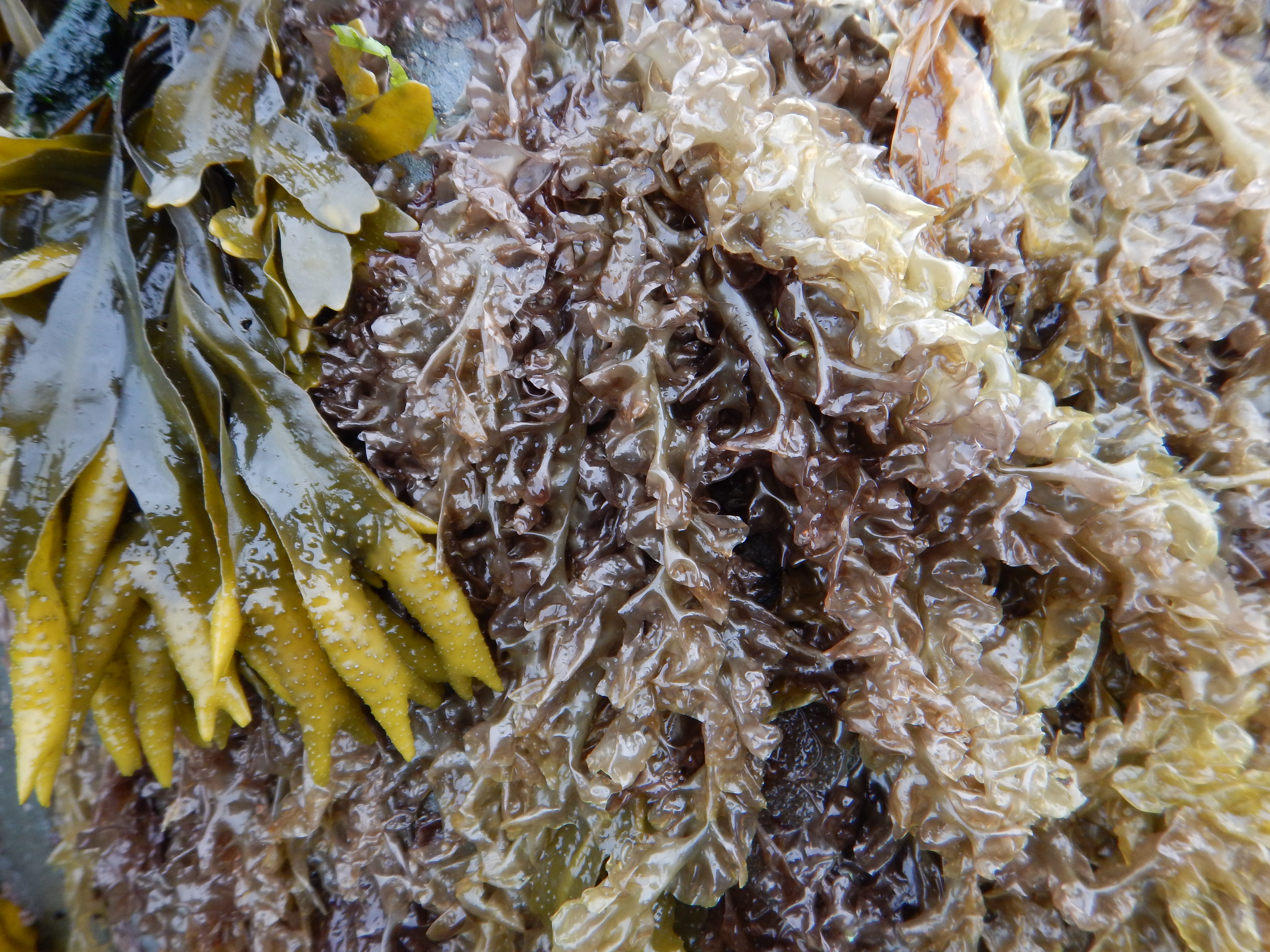 Pyropia abbottiae – M. Lindeberg · Kenai Peninsula · June 2014