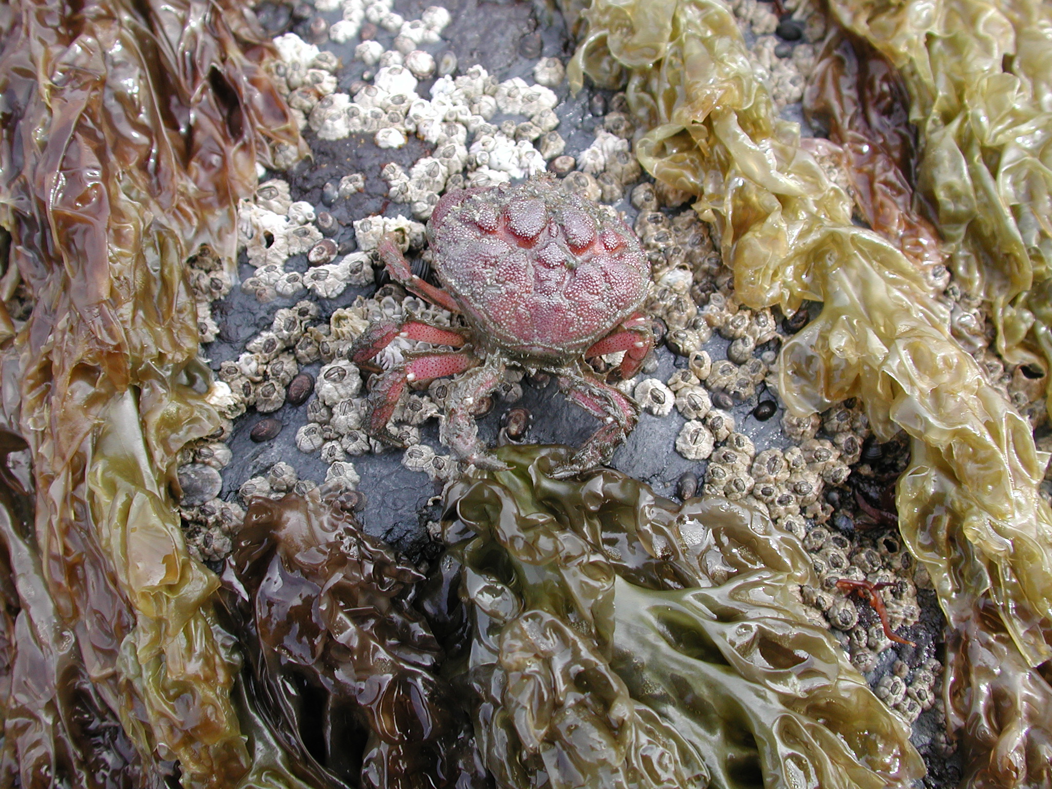 Pyropia abbottiae – M. Lindeberg · Kenai Peninsula · July 2002