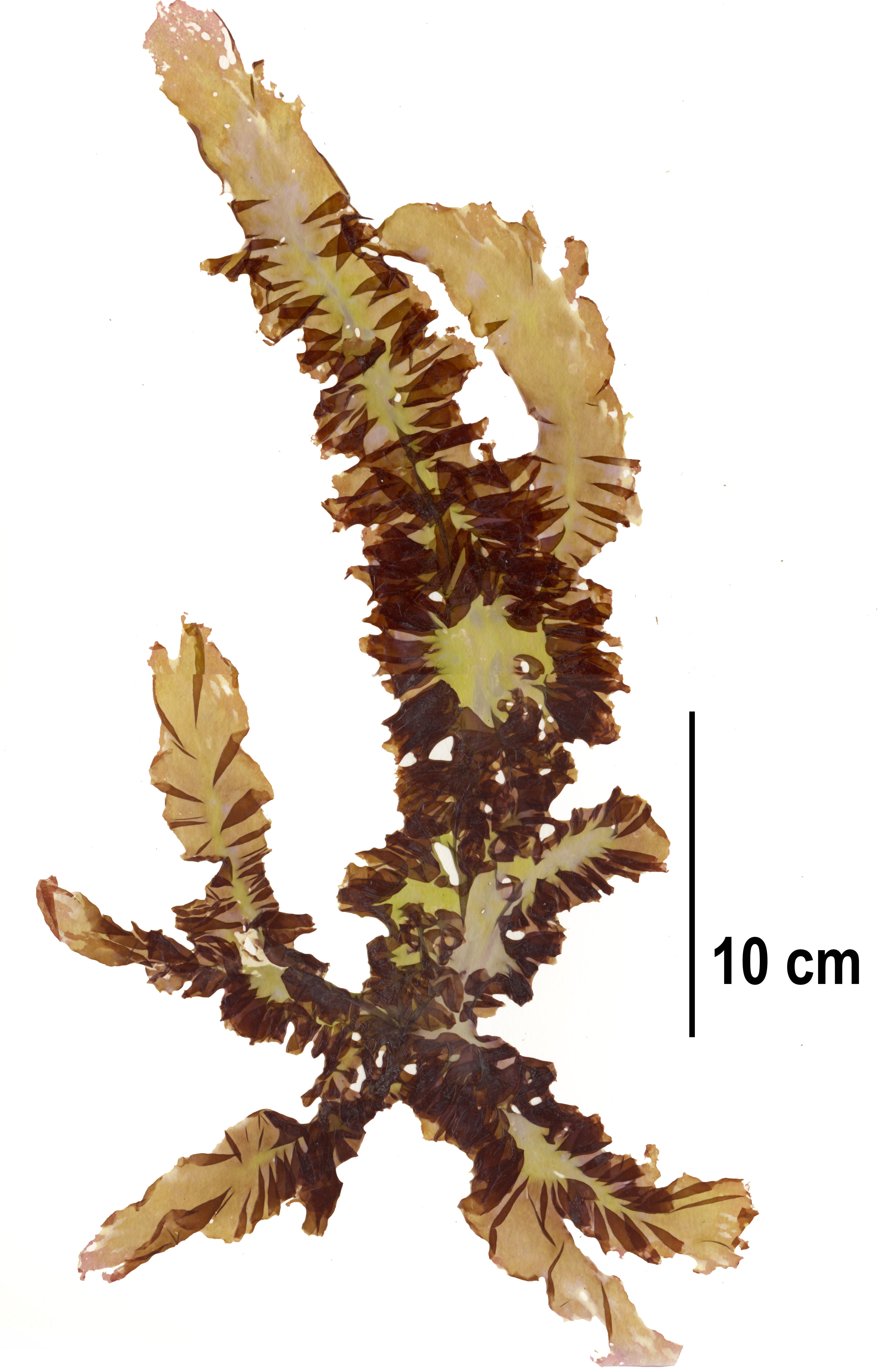 Pyropia abbottiae