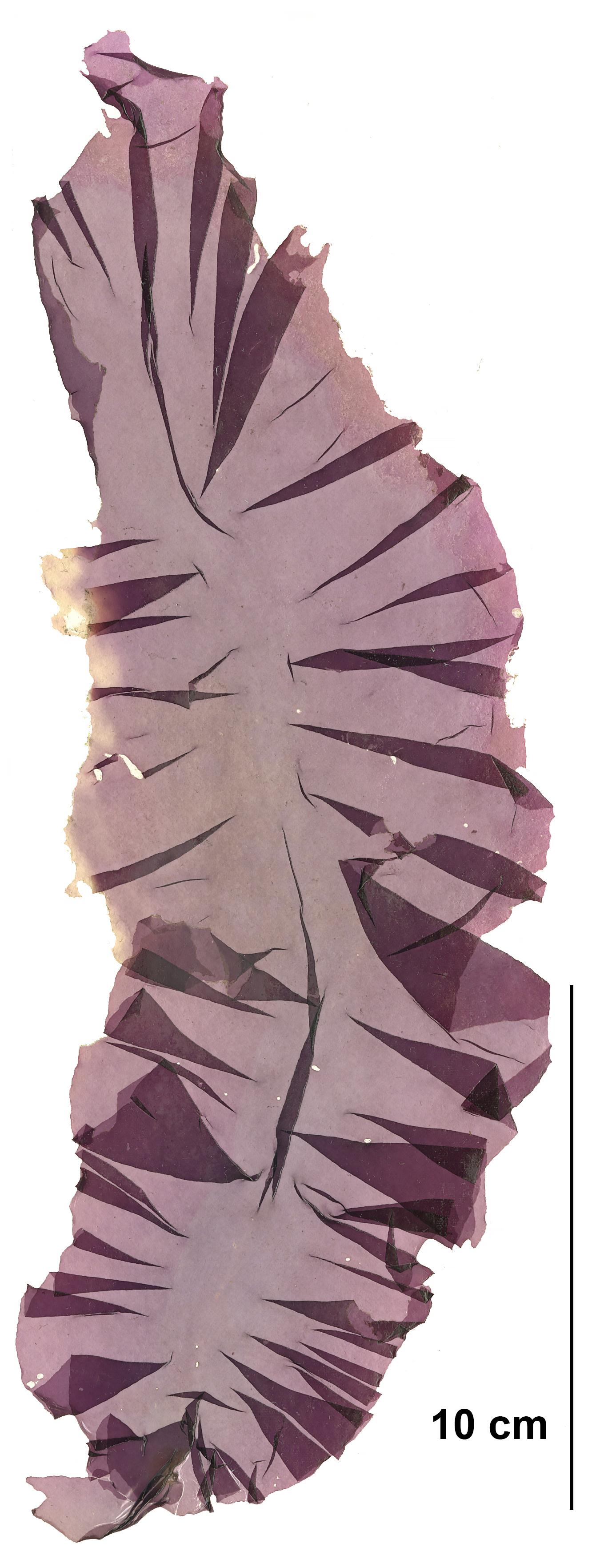 Pyropia abbottiae – M. Lindeberg · Cook Inlet · July 2008
