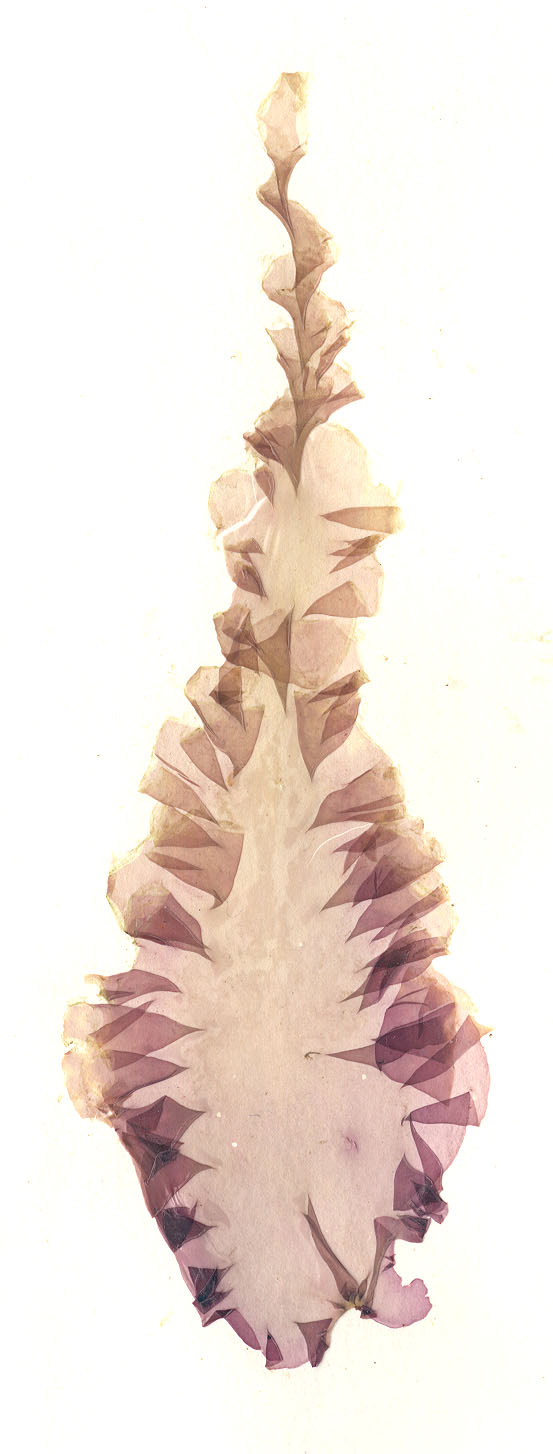 Pyropia abbottiae – M. Lindeberg · Cook Inlet · June 1996