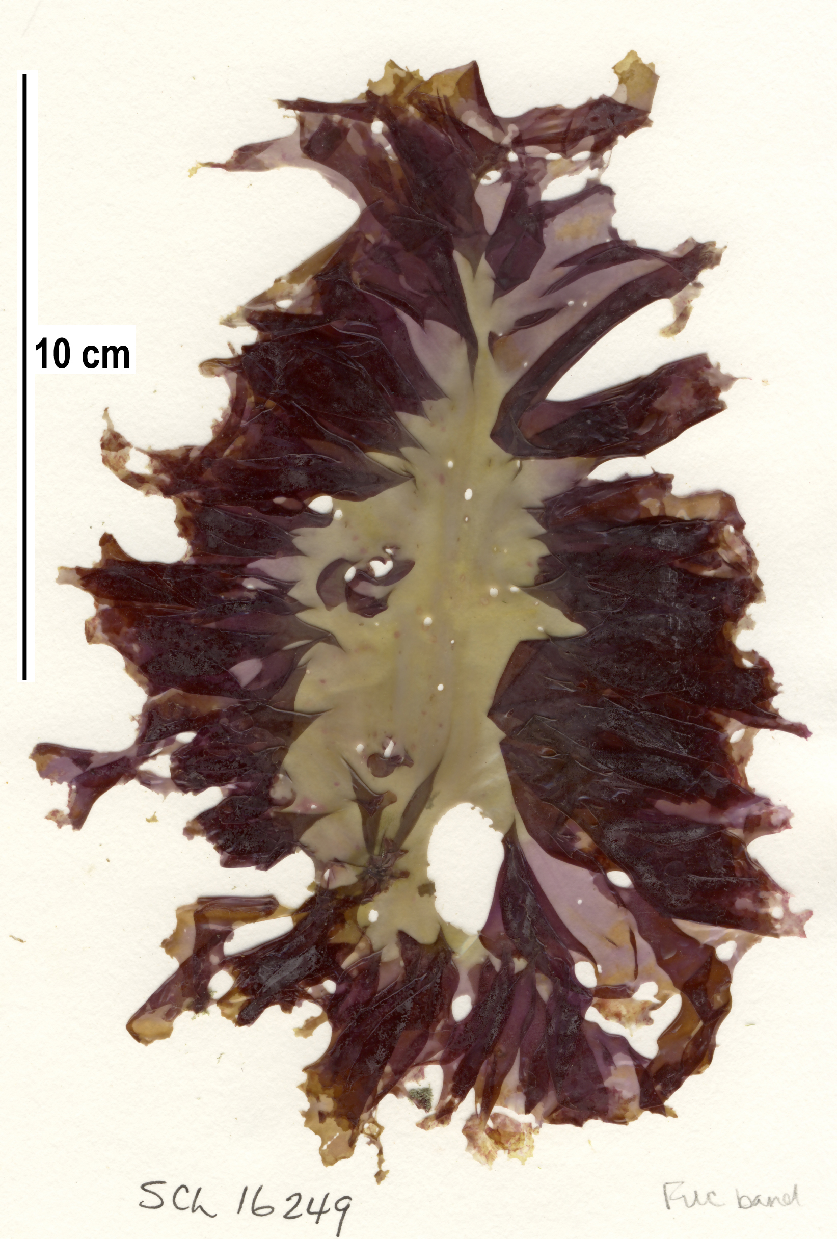 Pyropia abbottiae – S. Lindstrom · Alaska Peninsula · May 2016