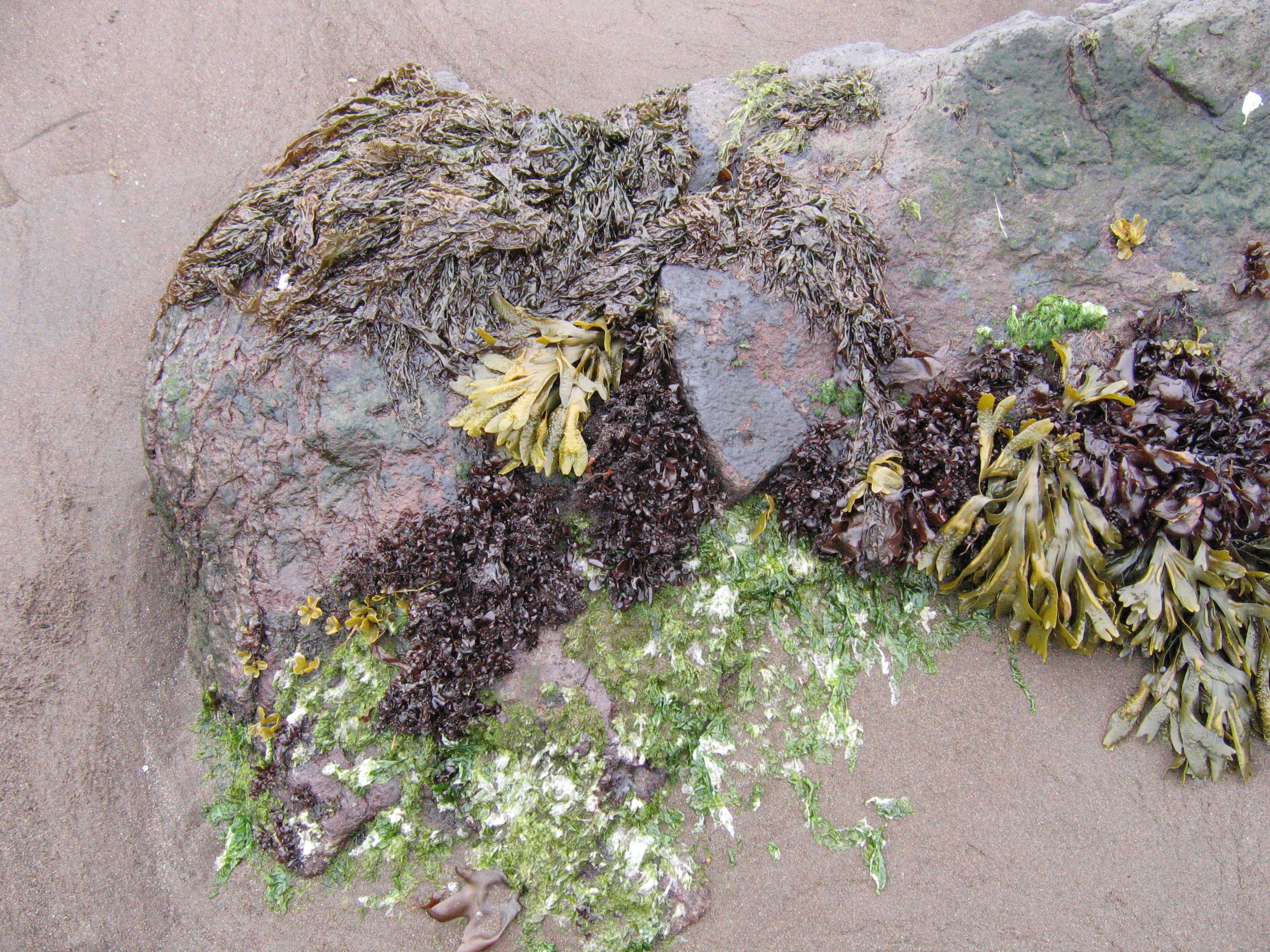 Pyropia fallax – M. Lindeberg · Southeast · June 2008