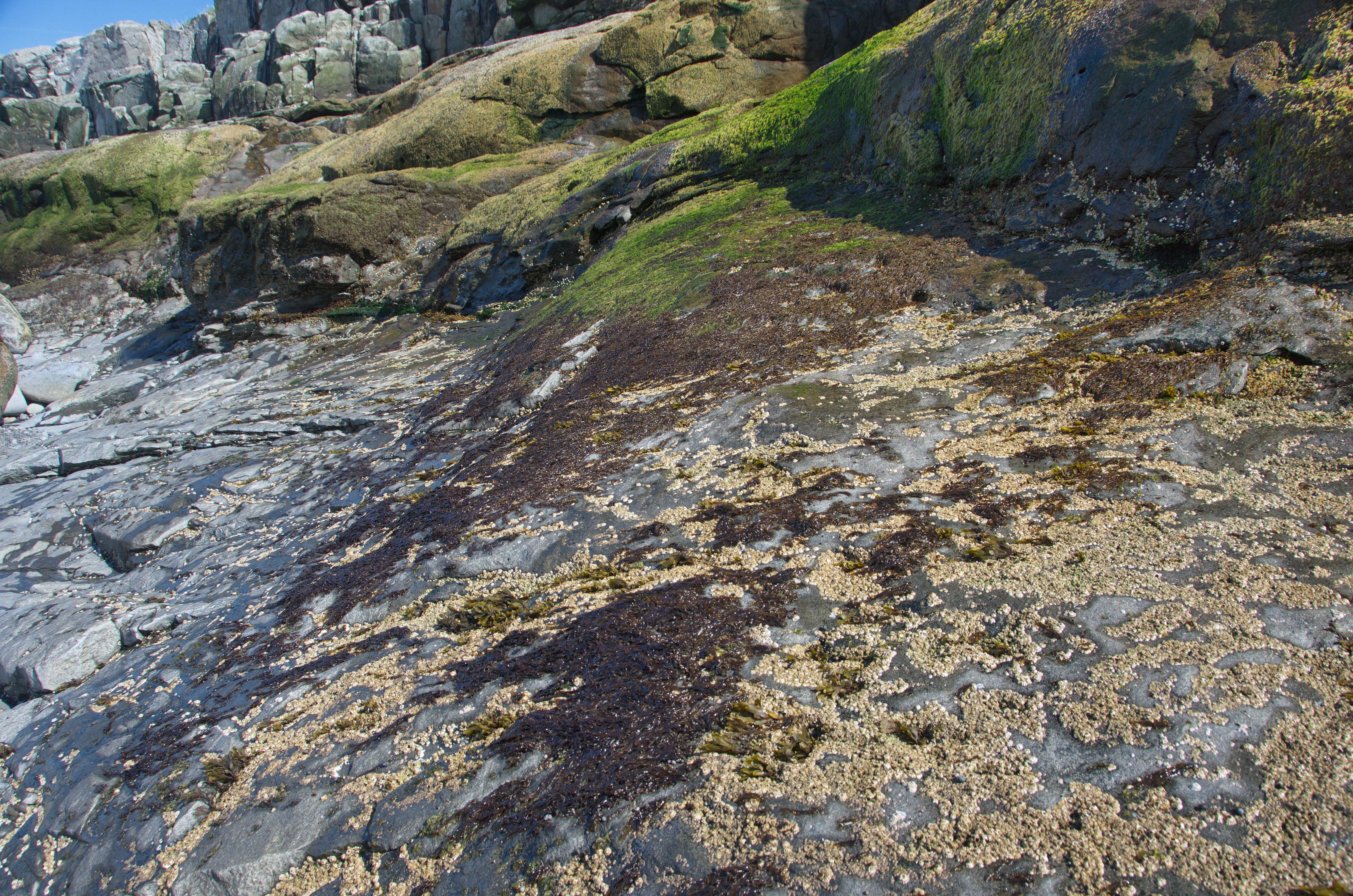 Pyropia fallax – M. Lindeberg · Cook Inlet · June 2016
