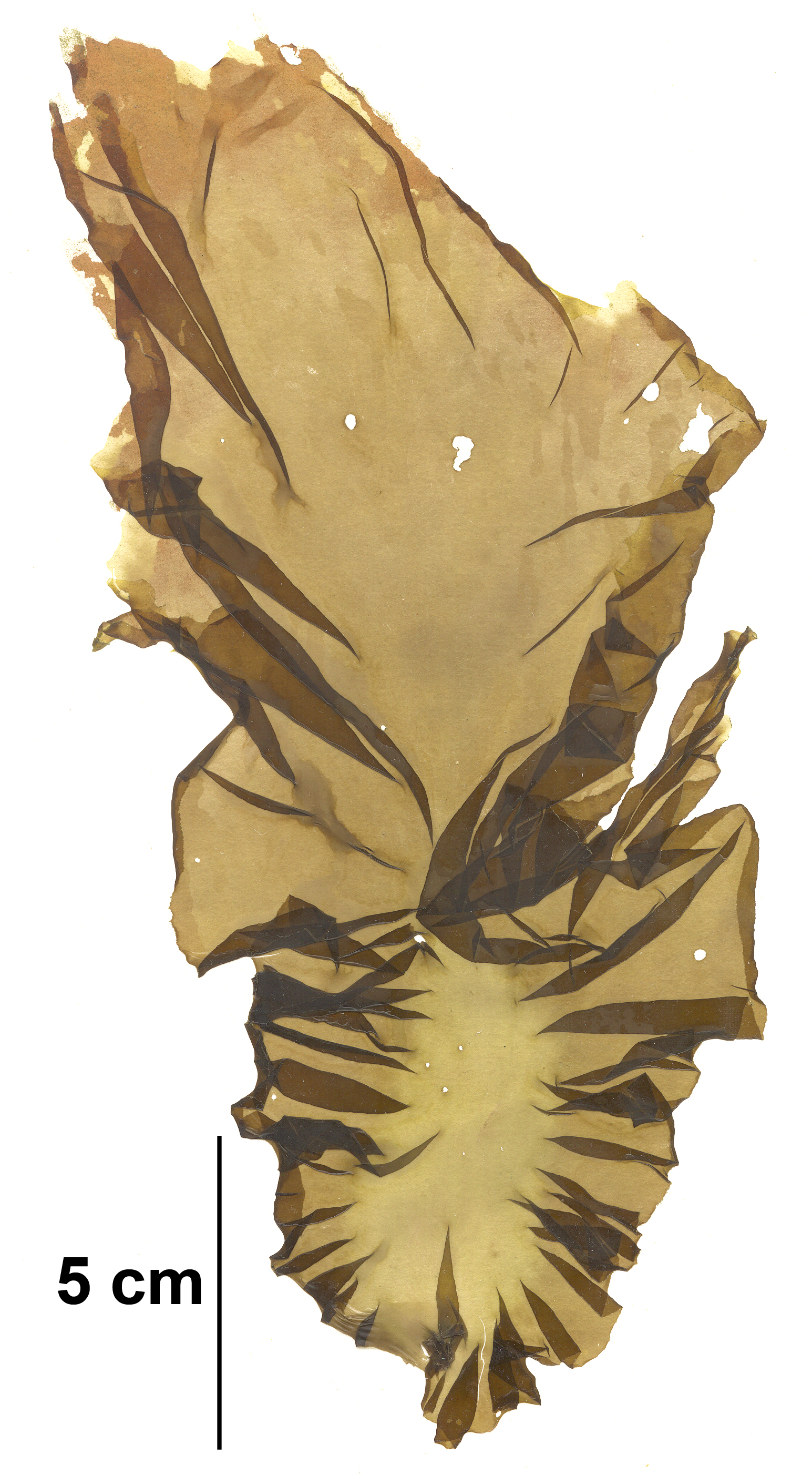 Pyropia fallax