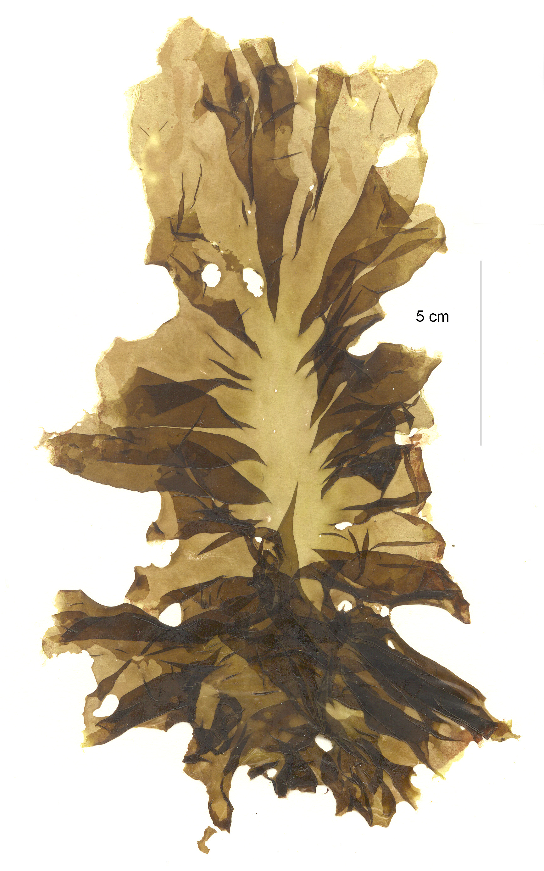 Pyropia fallax – M. Lindeberg