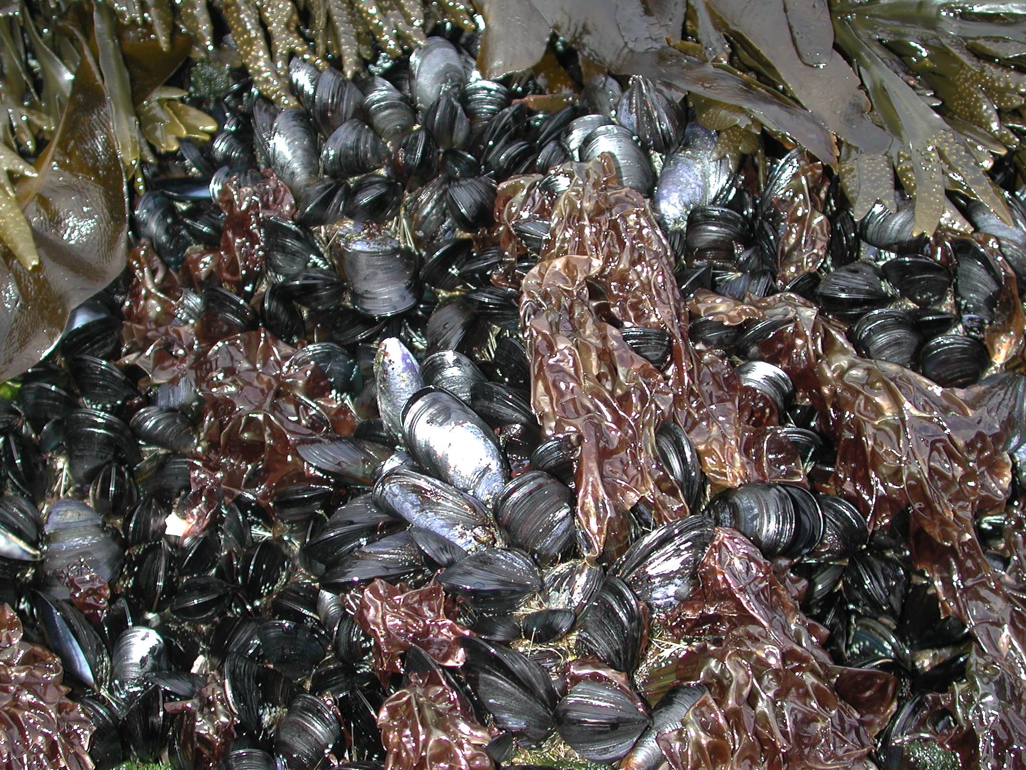 Pyropia fucicola – M. Lindeberg · Kodiak Archipelago · May 2005