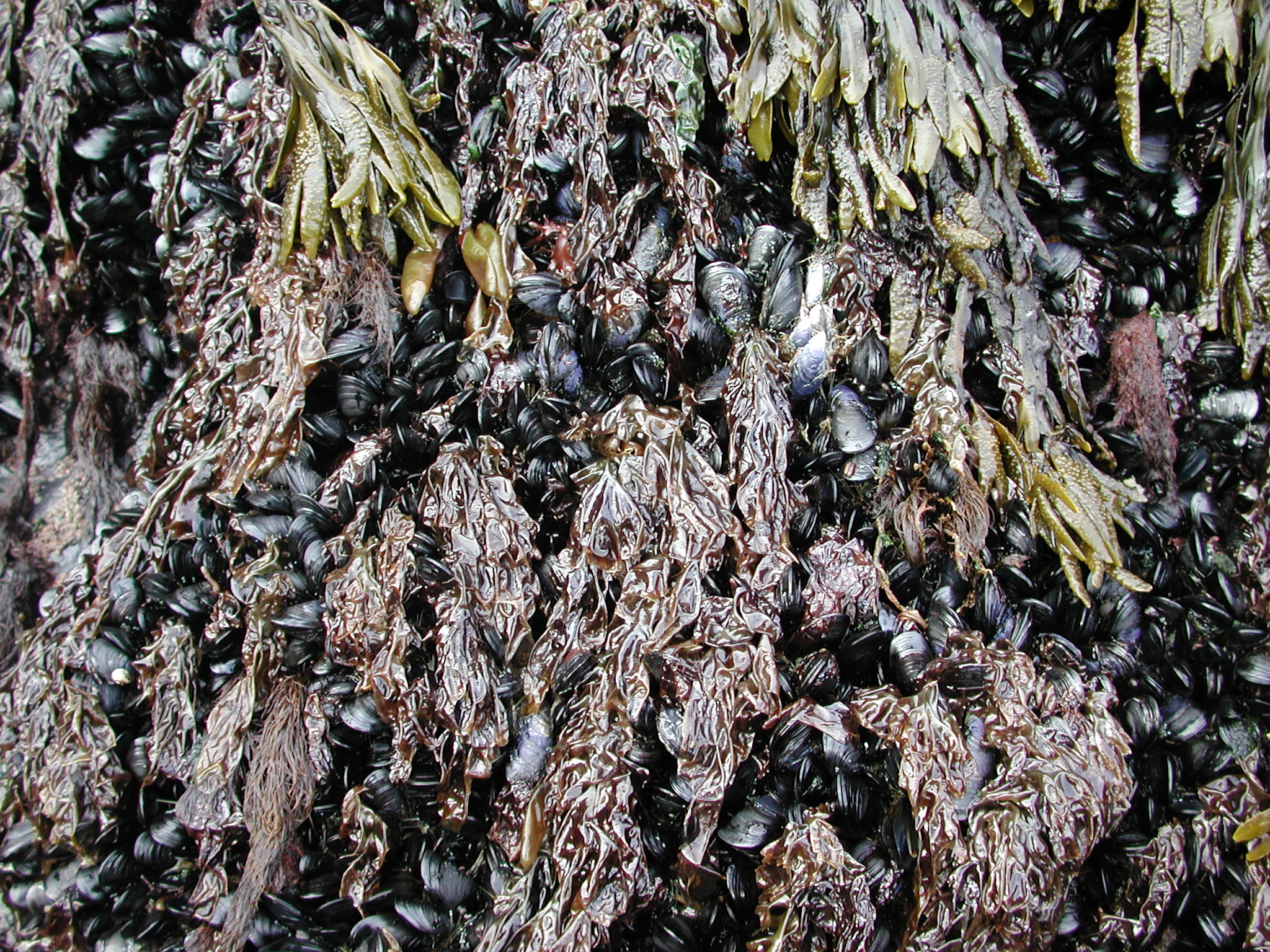 Pyropia fucicola – M. Lindeberg · Kodiak Archipelago · May 2005