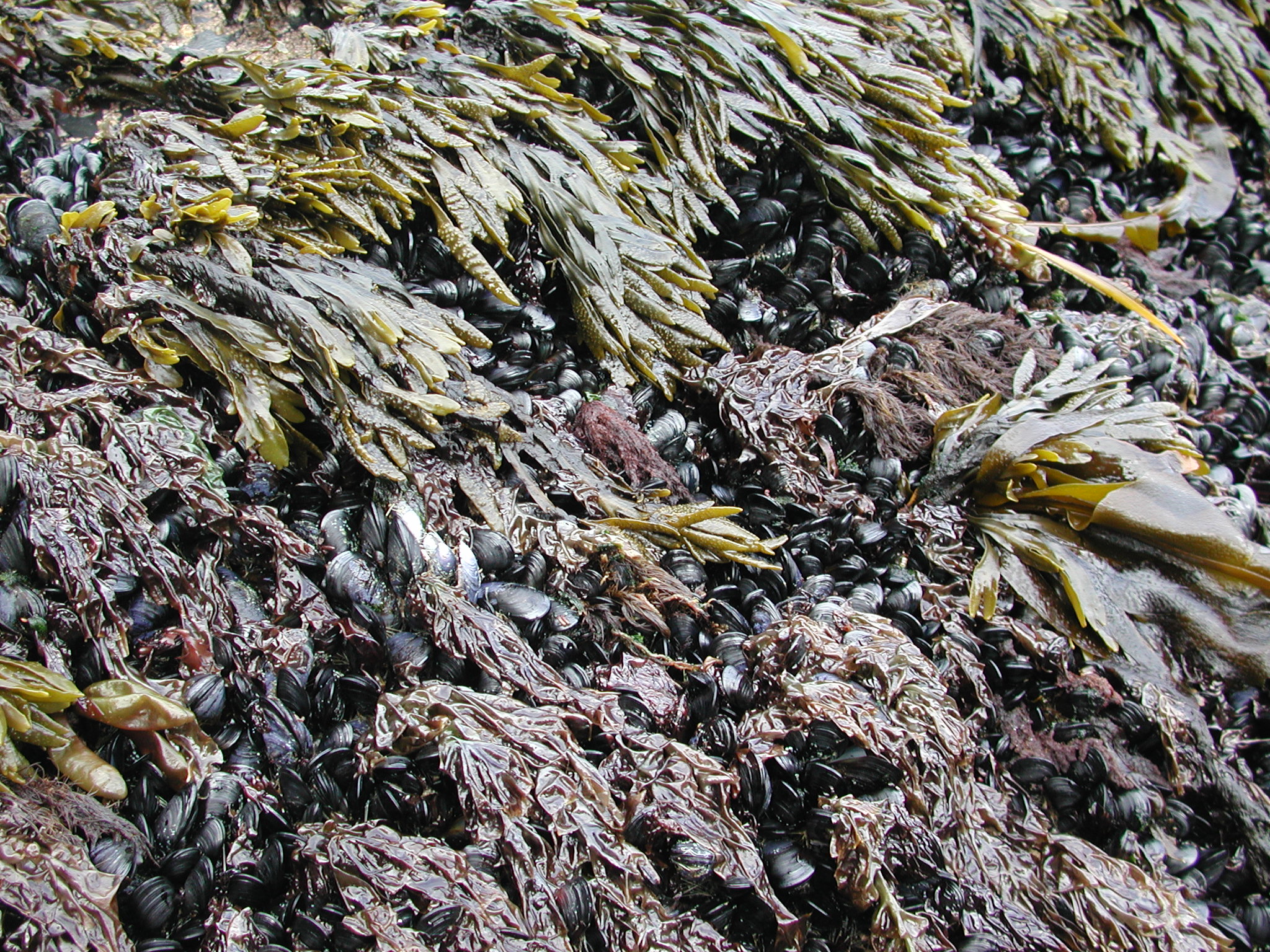 Pyropia fucicola – M. Lindeberg · Kodiak Archipelago · May 2005