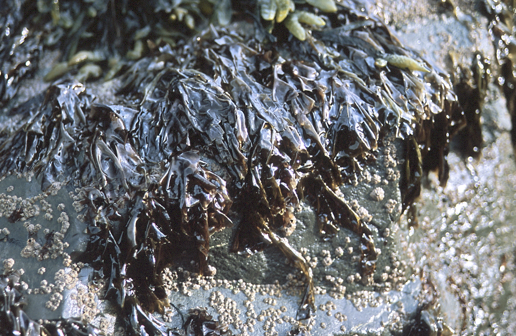 Pyropia fucicola – M. Lindeberg