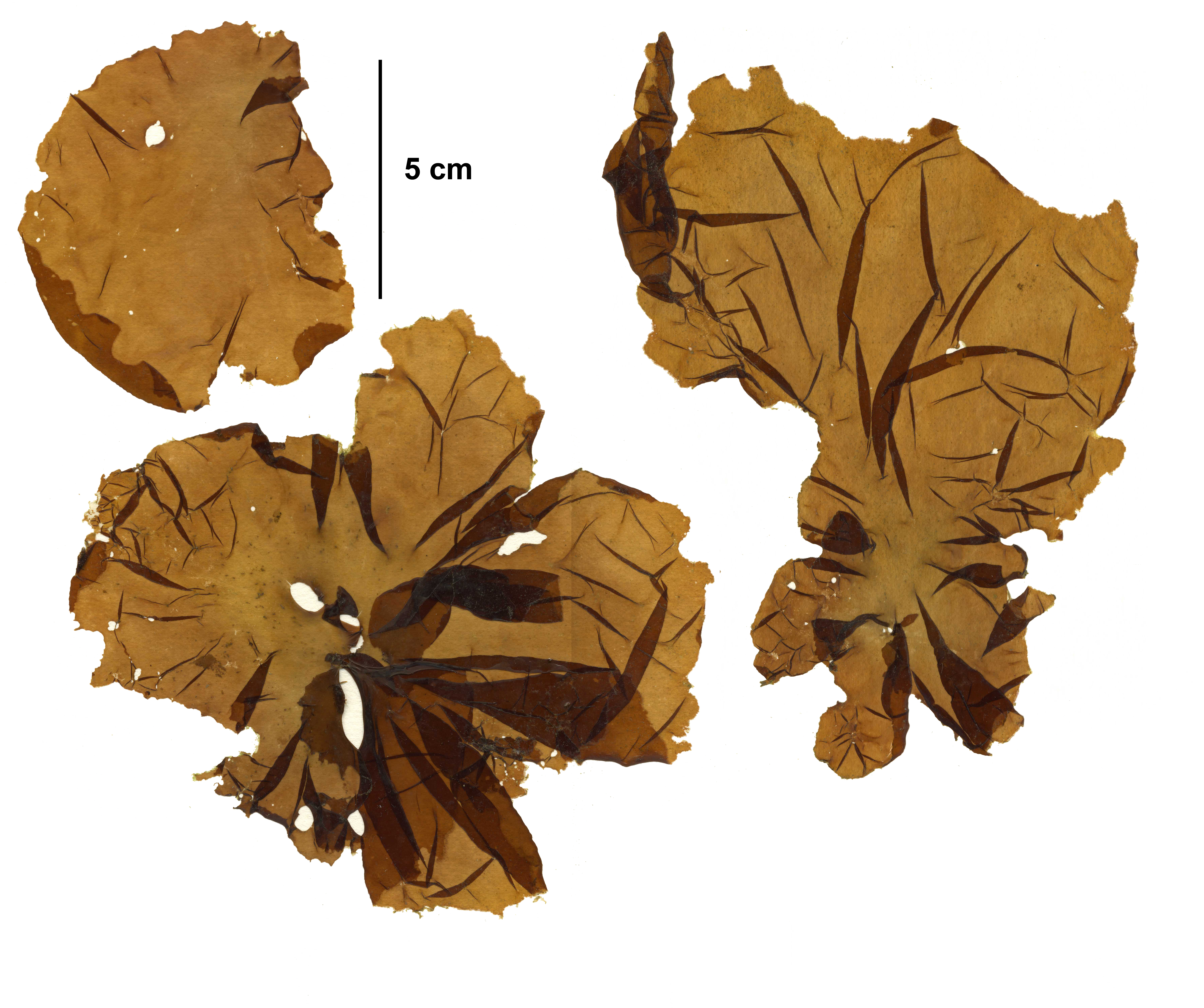 Pyropia fucicola