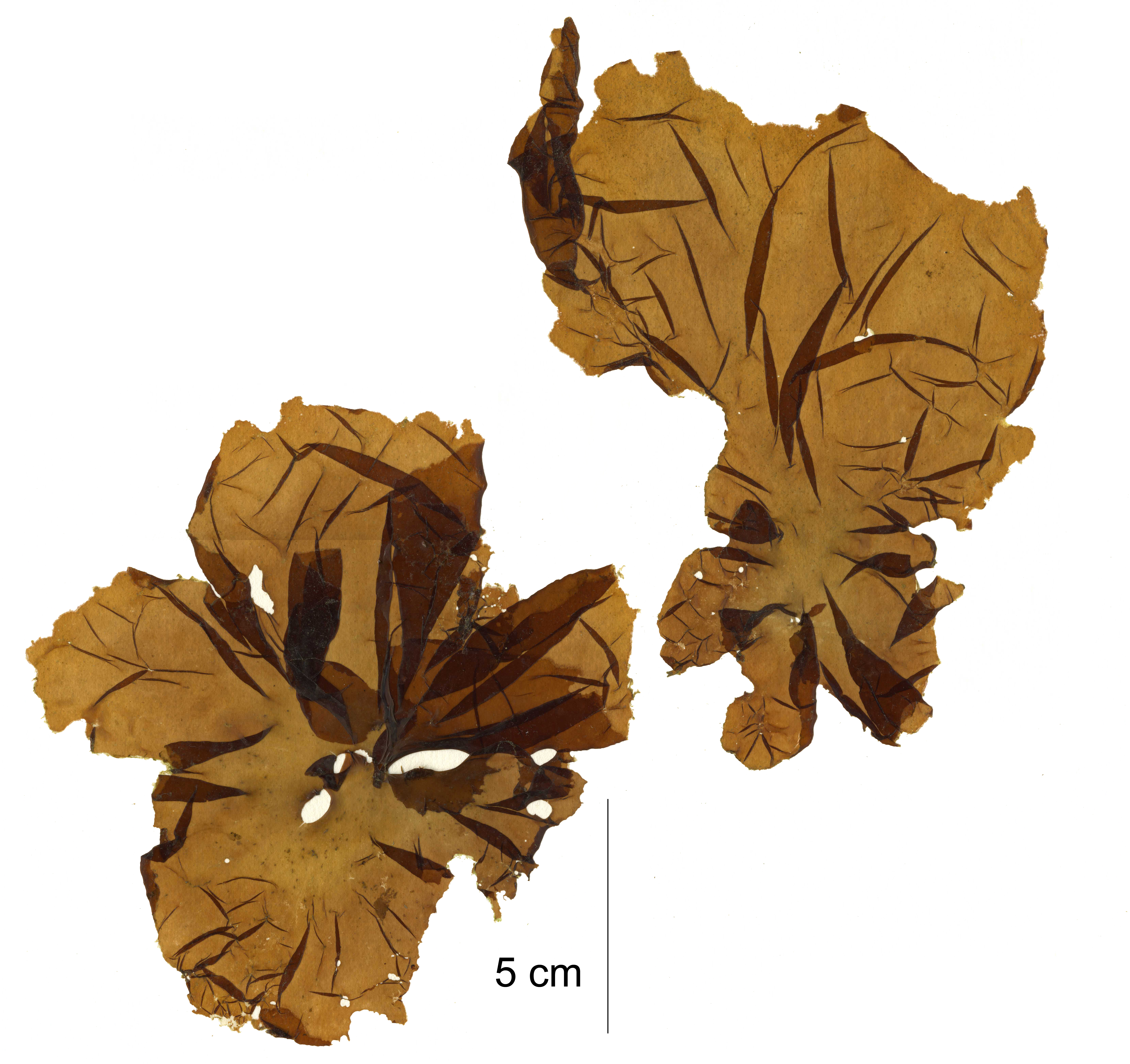 Pyropia fucicola – M. Lindeberg · Kodiak Archipelago · May 2005