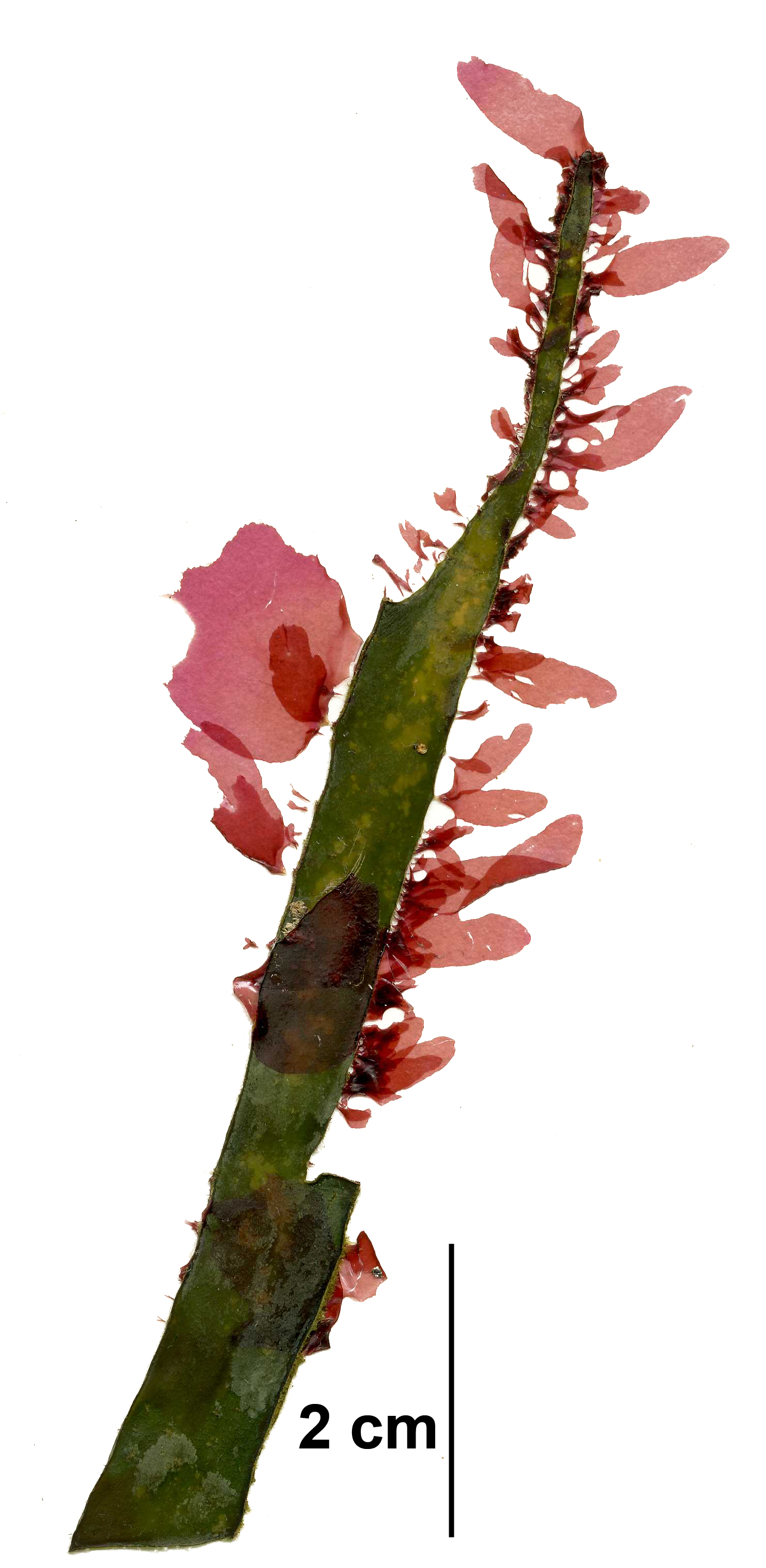 Pyropia gardneri