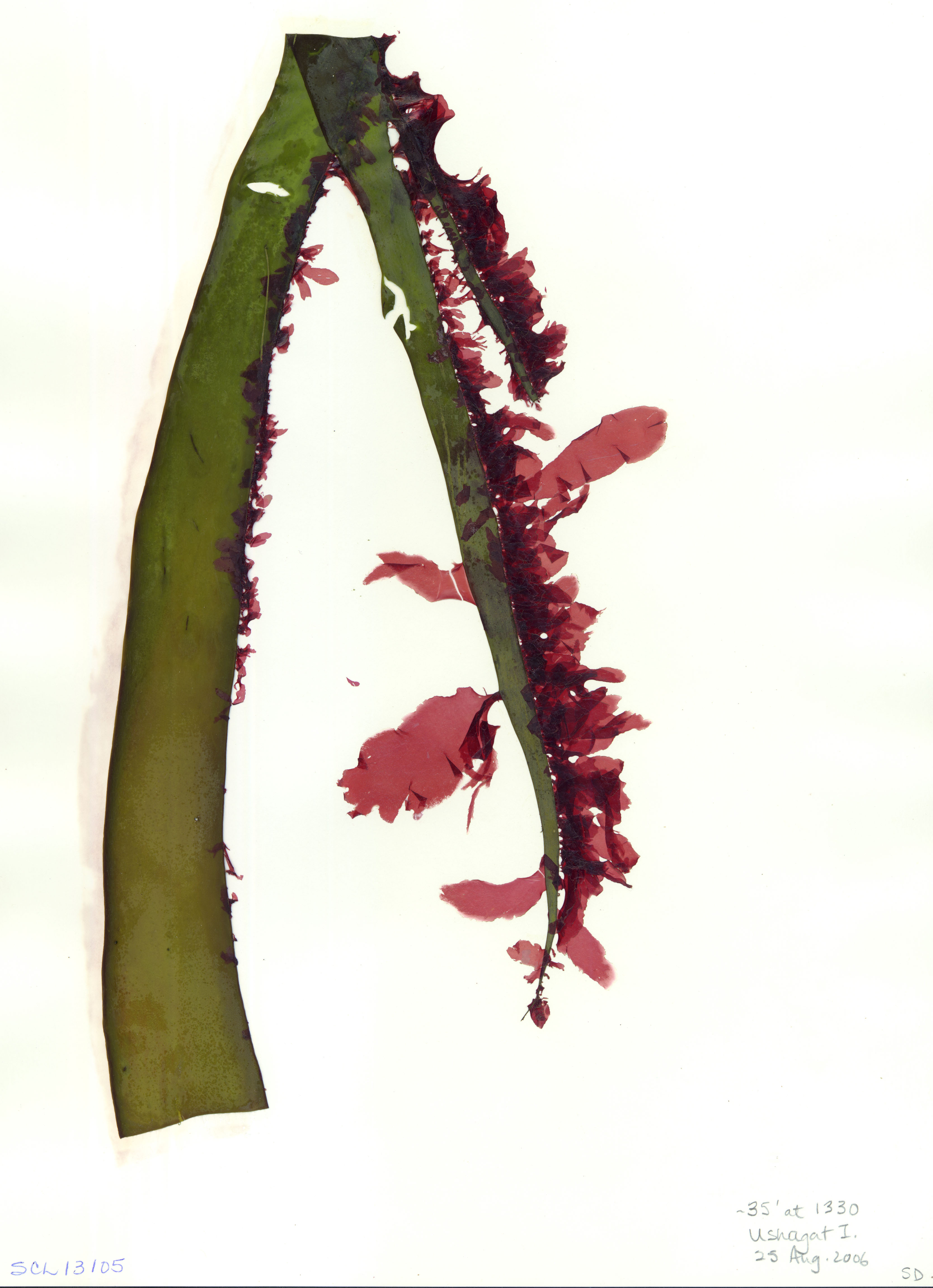 Pyropia gardneri – S. Lindstrom