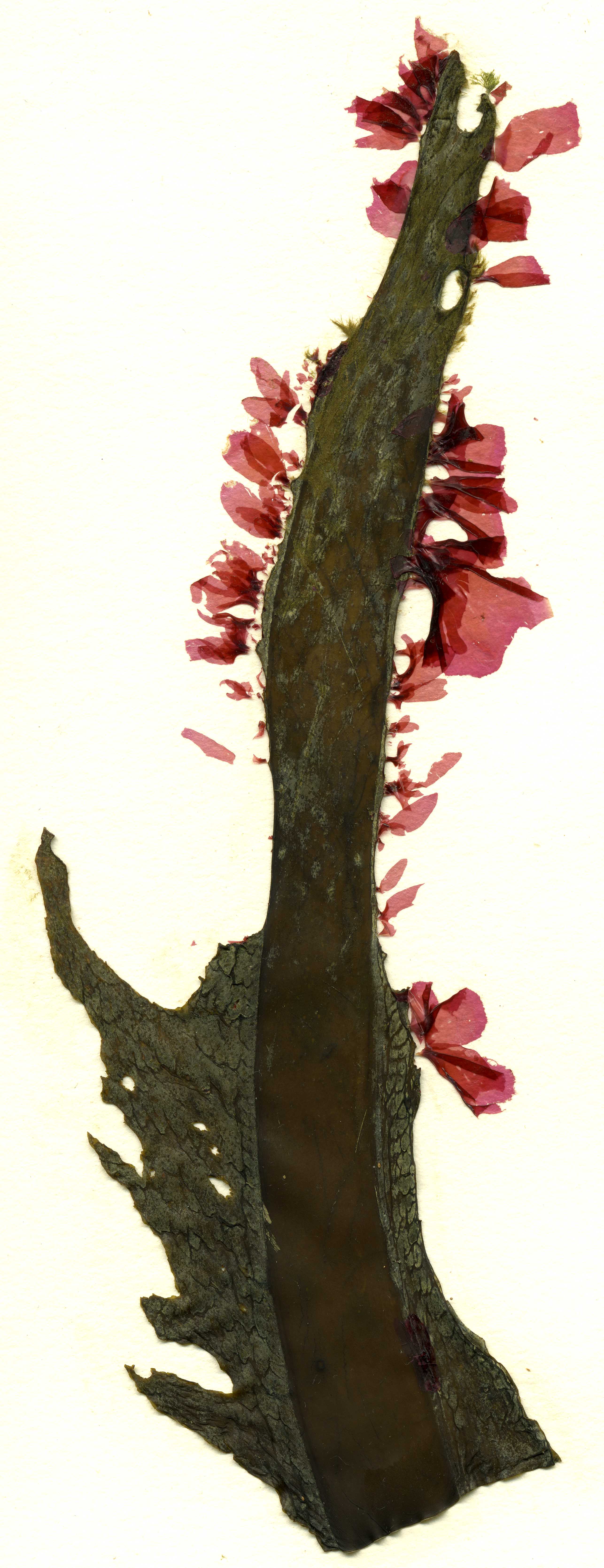 Pyropia gardneri – S. Lindstrom