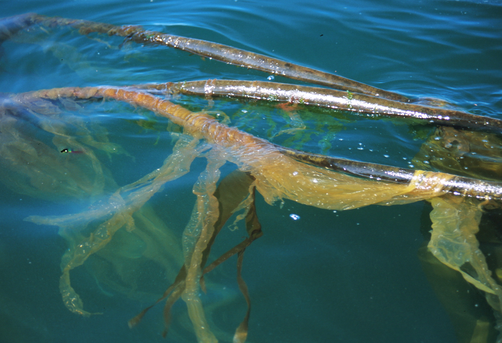Johansenia macmillanii – M. Lindeberg · Cook Inlet · June 1996
