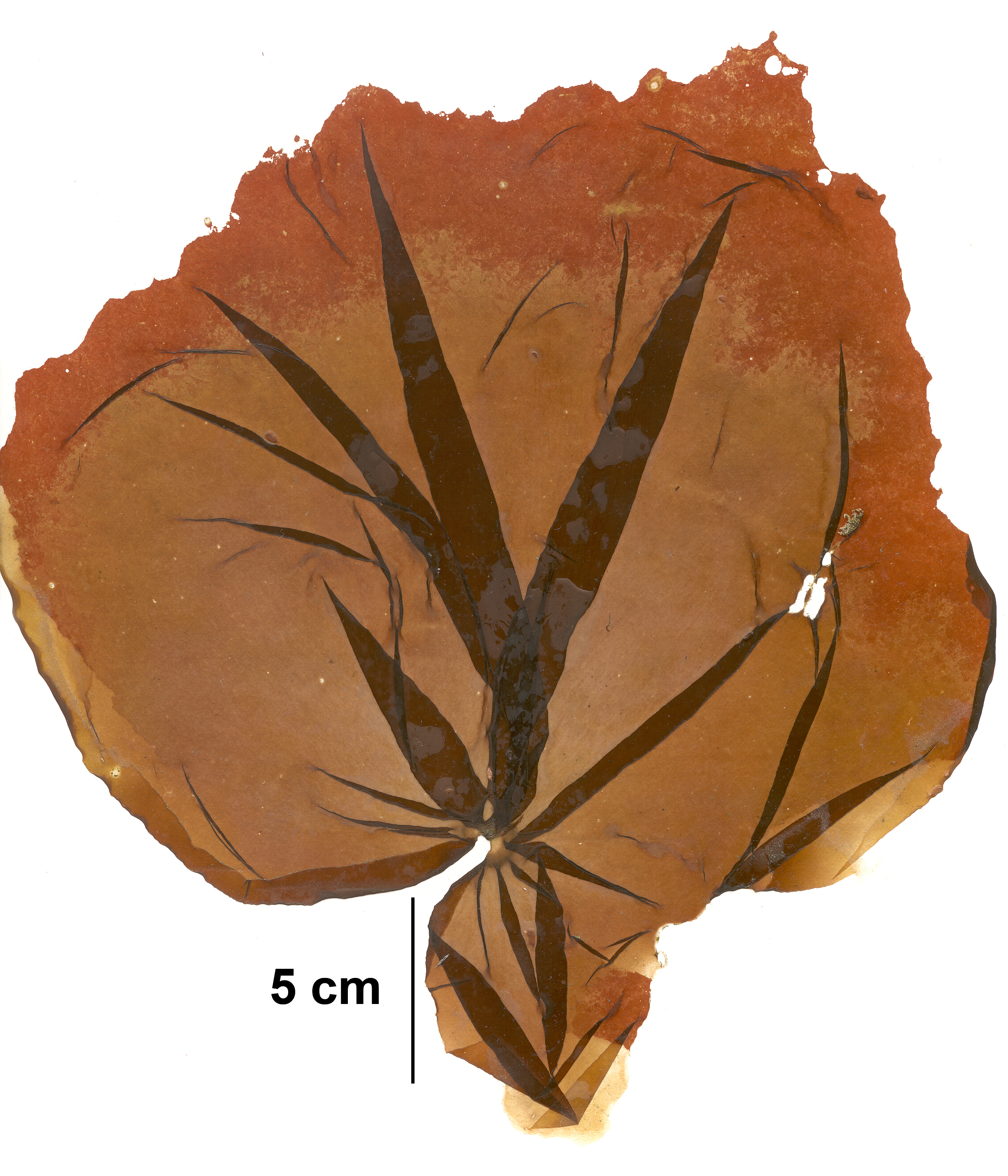 Pyropia nereocystis