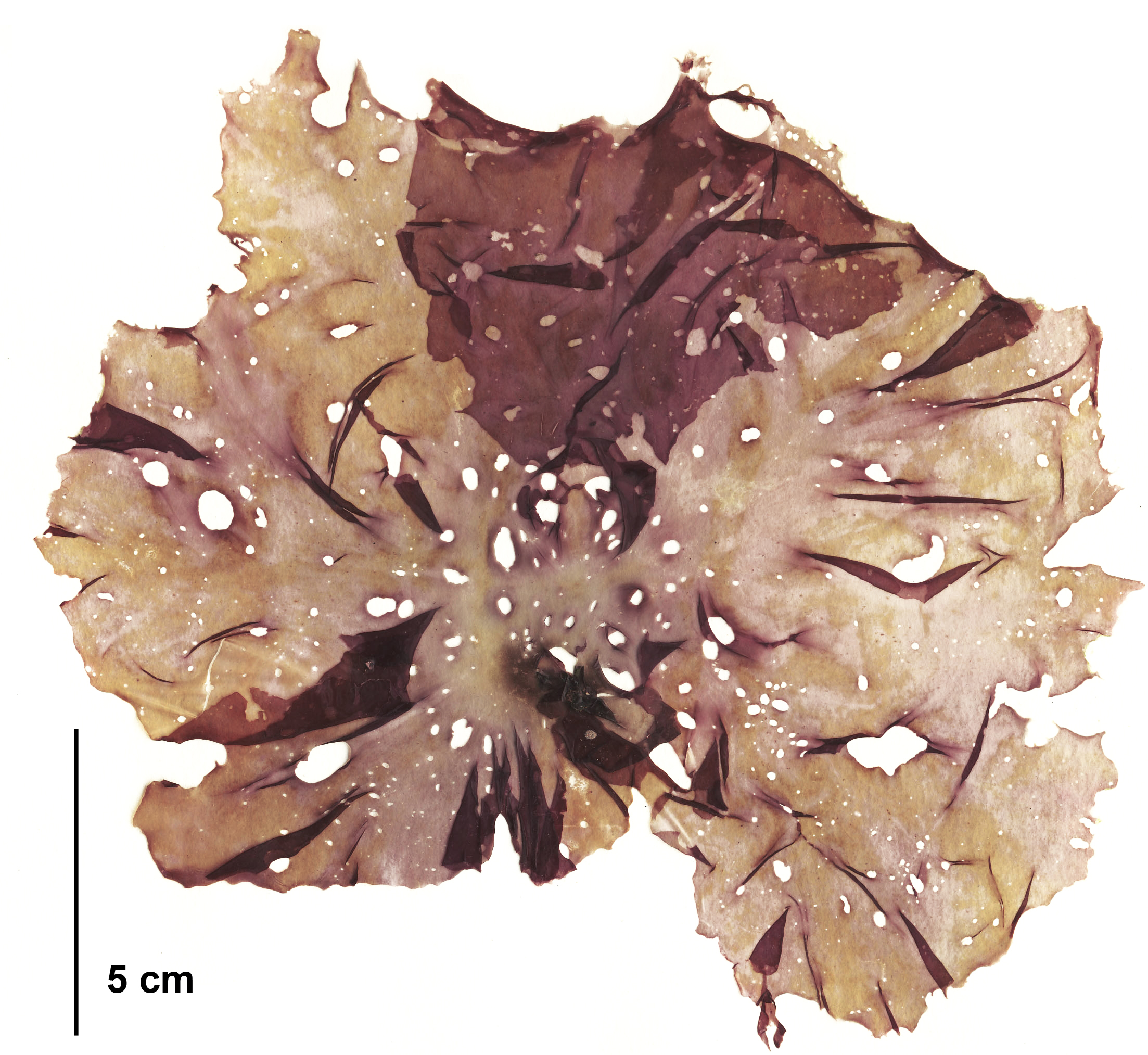 Pyropia perforata