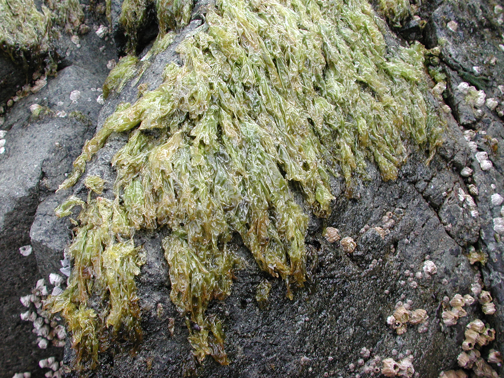 Pyropia pseudolanceolata – M. Lindeberg · Kodiak Archipelago · May 2005