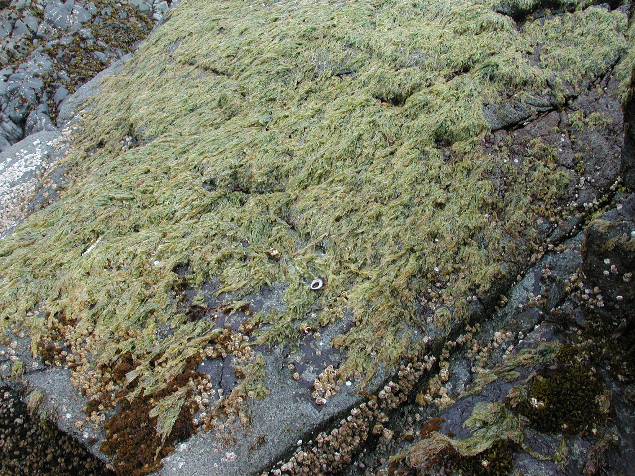 Pyropia pseudolanceolata – M. Lindeberg · Kodiak Archipelago · May 2005