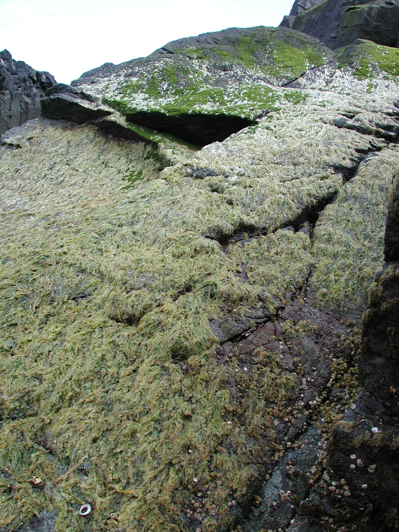Pyropia pseudolanceolata – M. Lindeberg · Kodiak Archipelago · May 2005
