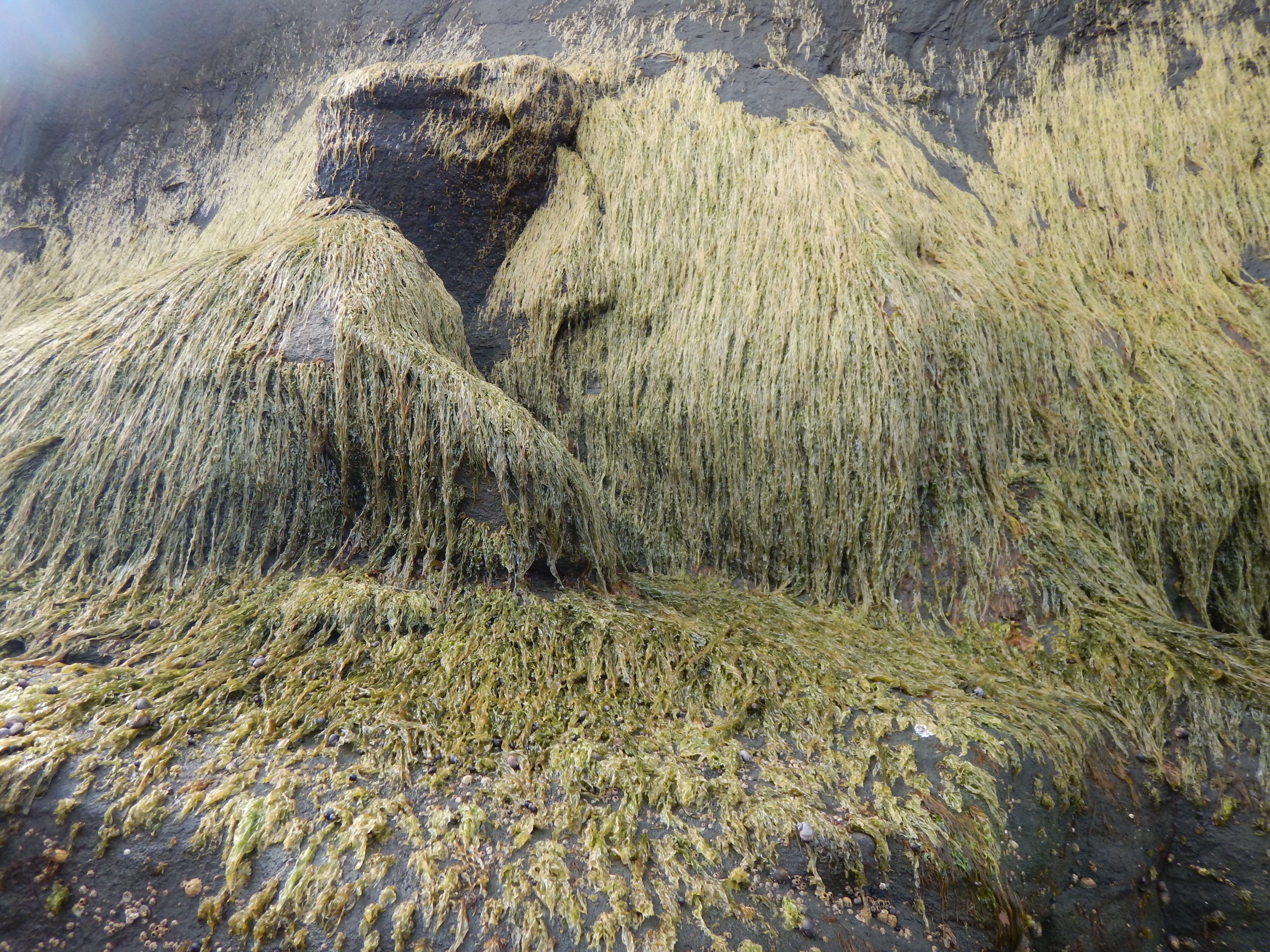 Pyropia pseudolanceolata – M. Lindeberg · Alaska Peninsula · May 2016