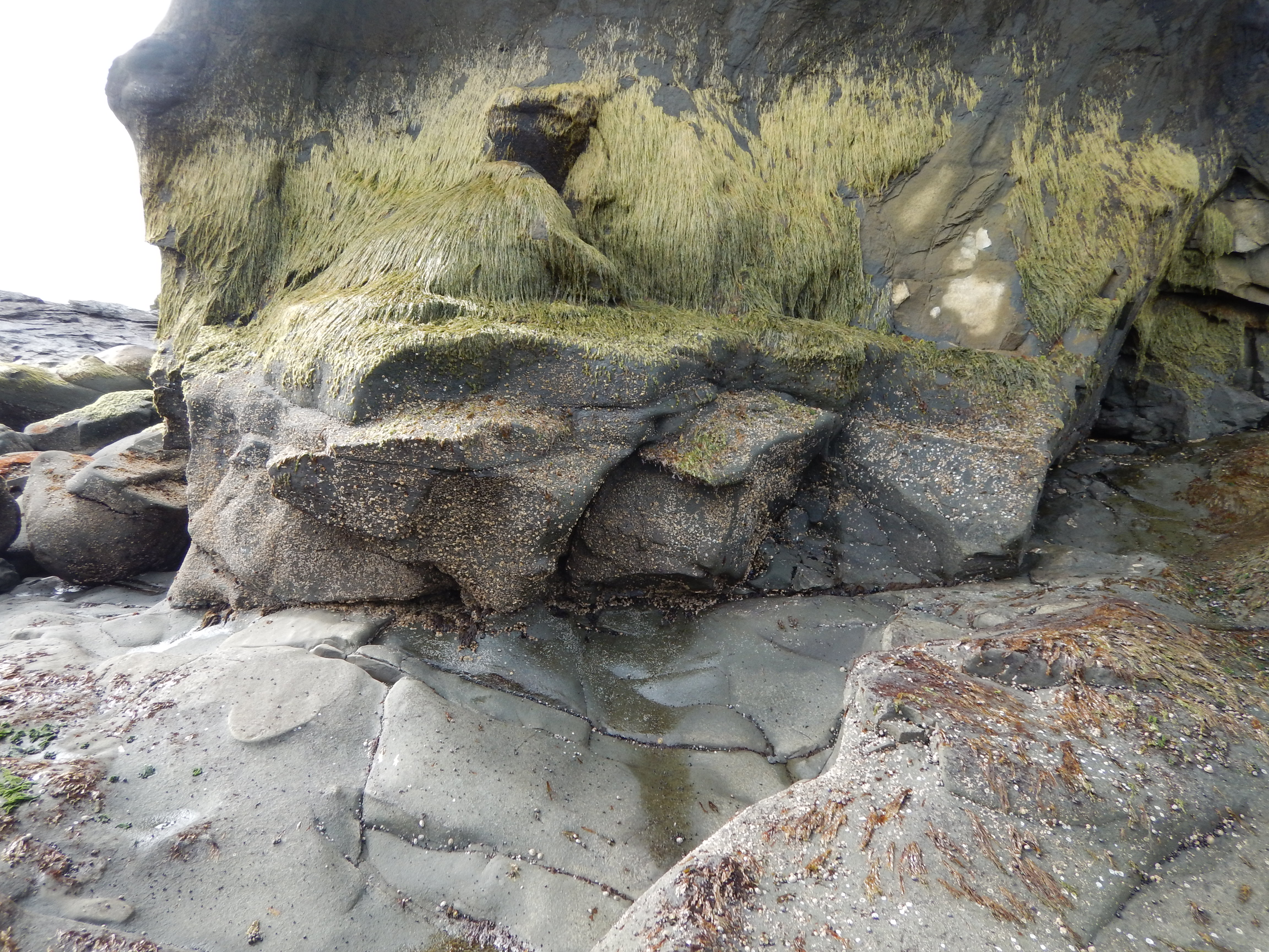 Pyropia pseudolanceolata – M. Lindeberg · Alaska Peninsula · May 2016