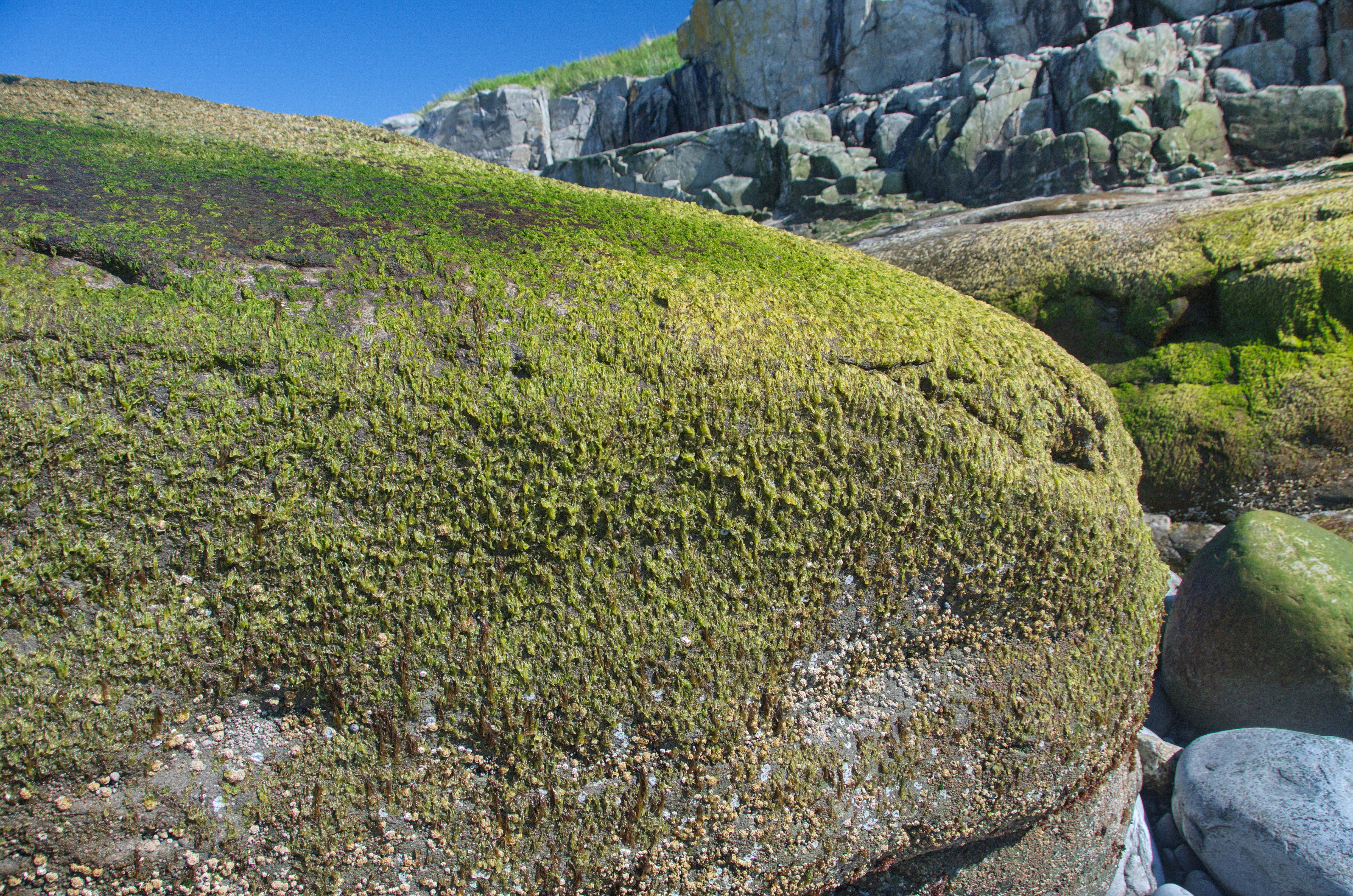 Pyropia pseudolanceolata – M. Lindeberg · Cook Inlet · June 2016