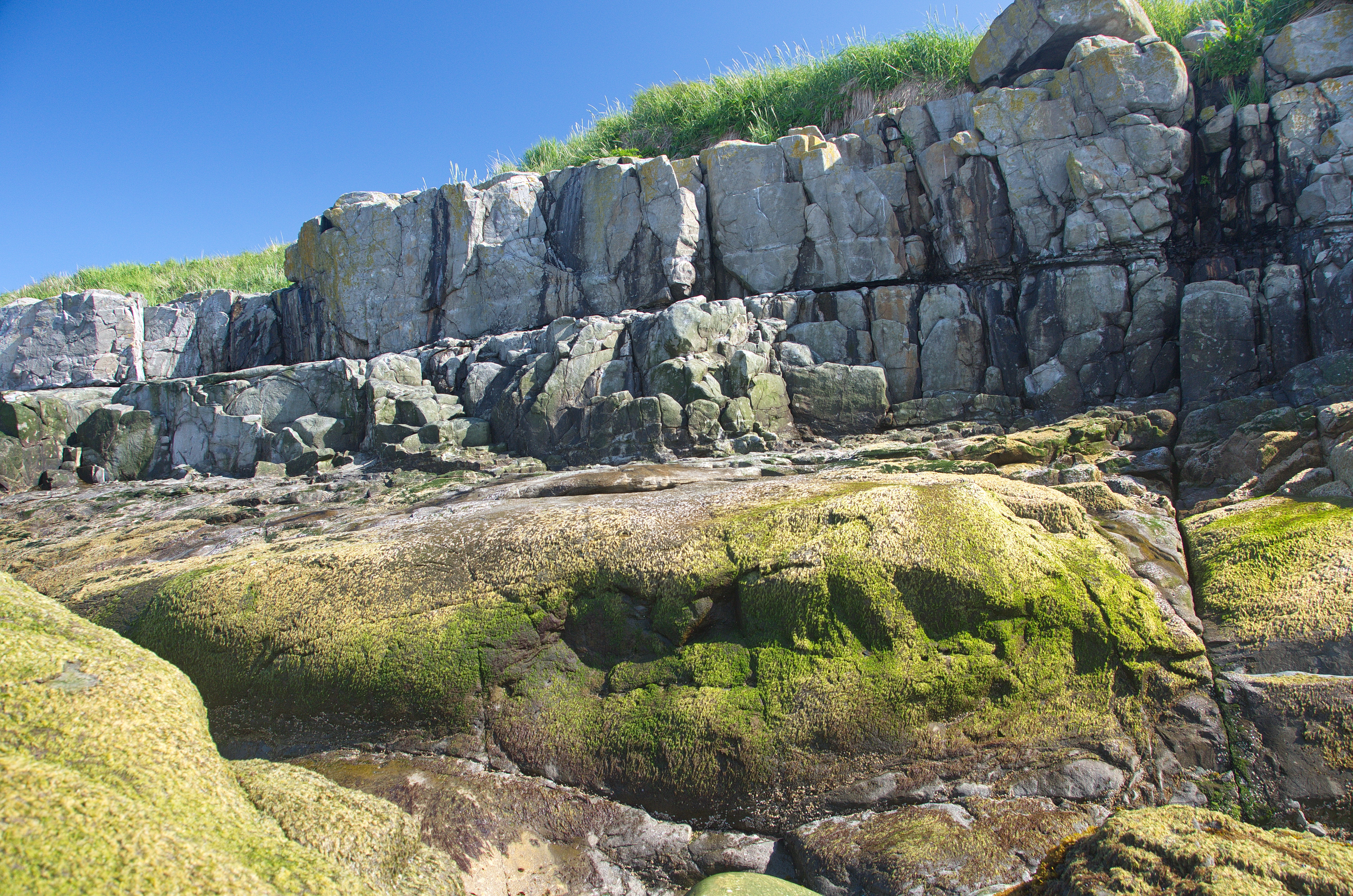 Pyropia pseudolanceolata – M. Lindeberg · Cook Inlet · June 2016
