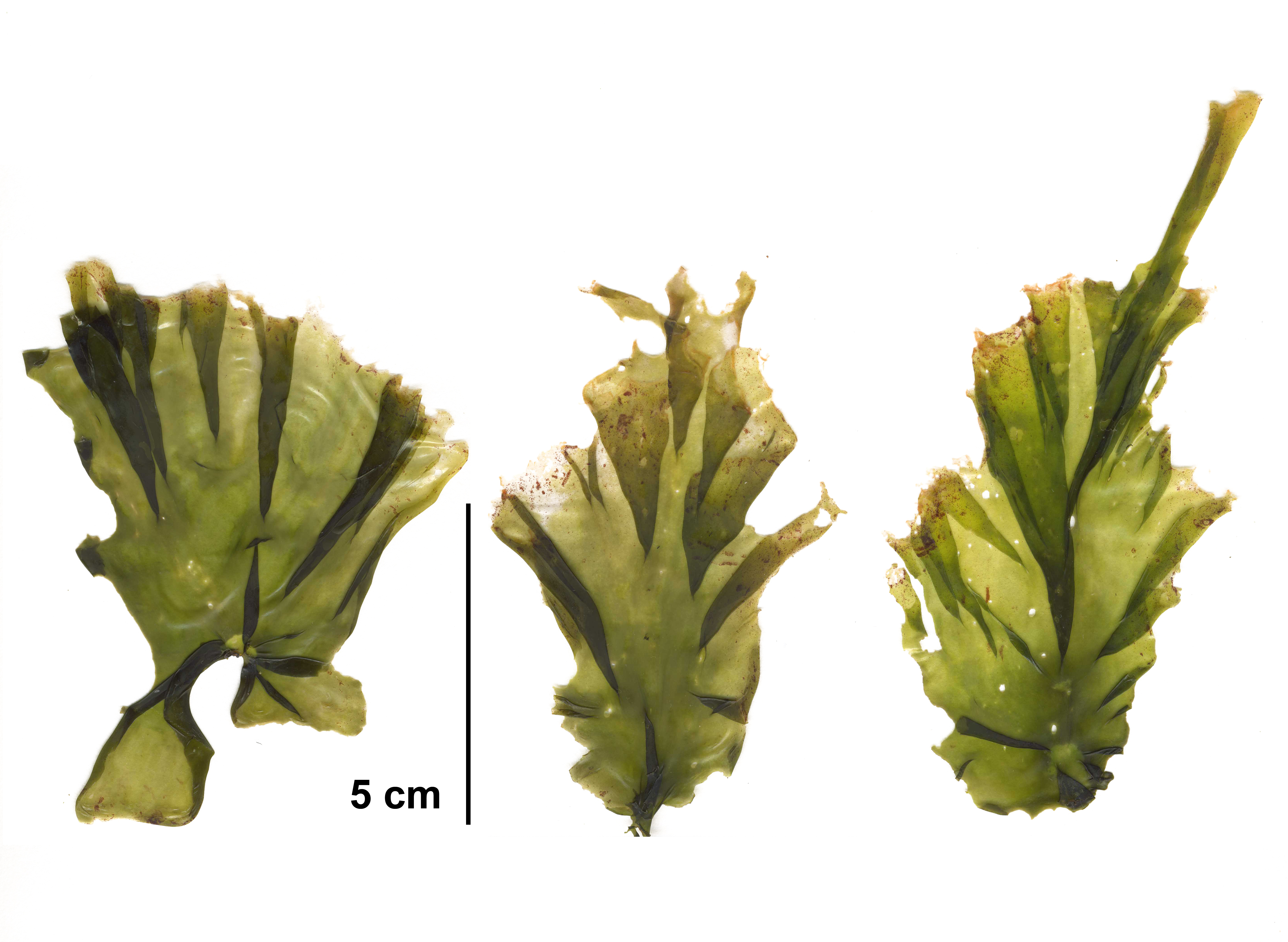 Pyropia pseudolanceolata