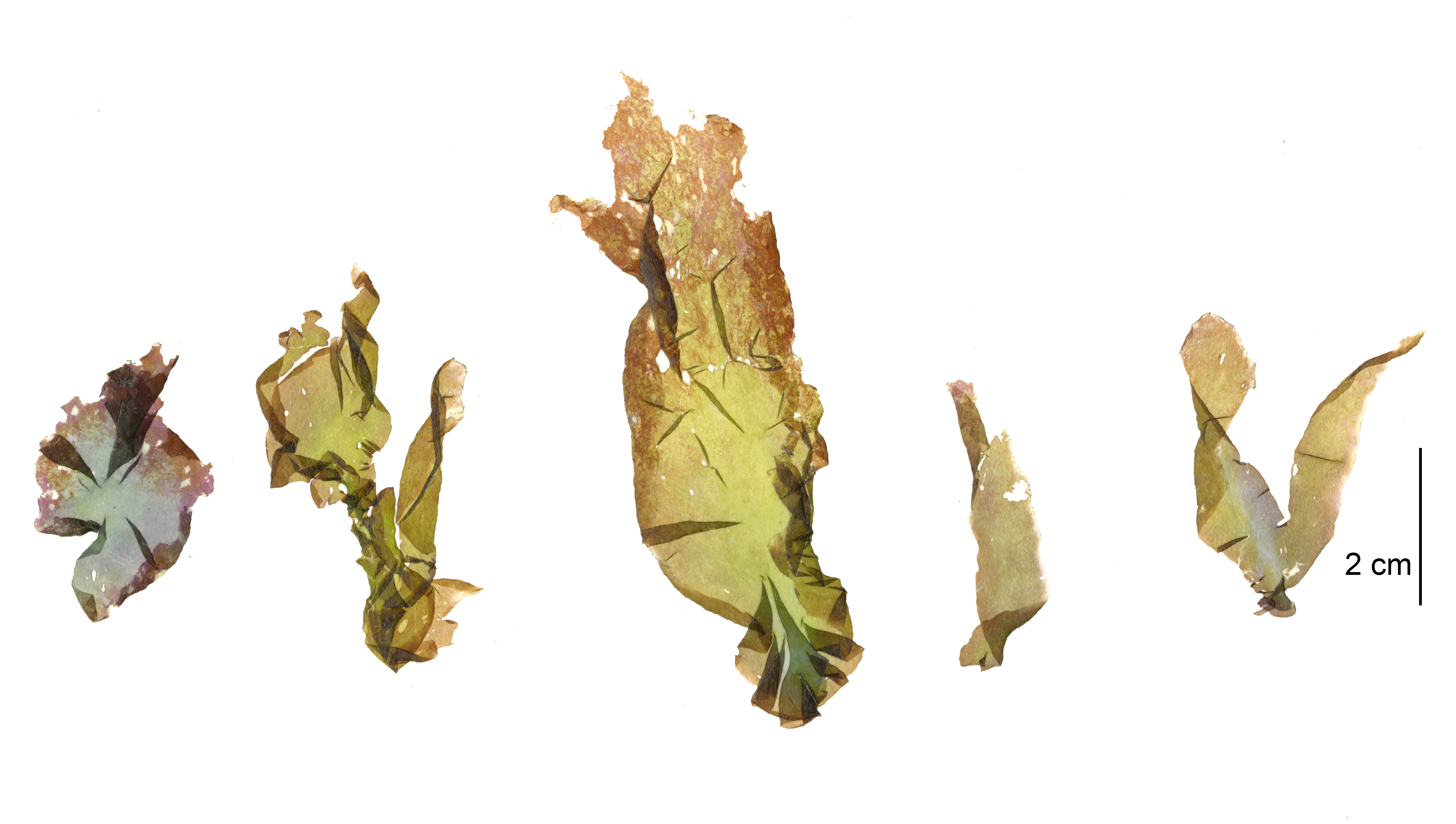 Pyropia pseudolanceolata – M. Lindeberg · Cook Inlet · May 2018
