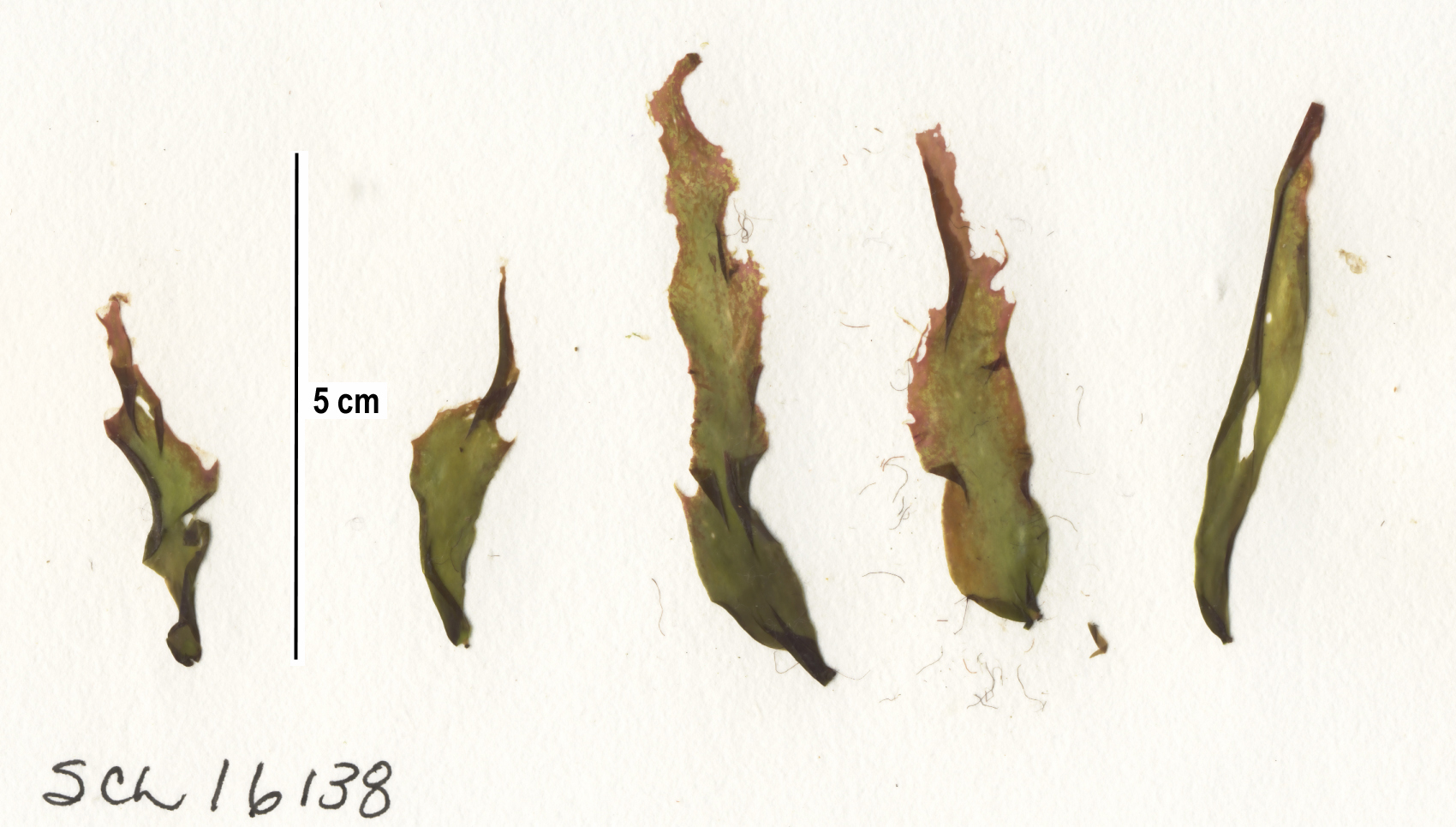 Pyropia pseudolanceolata – S. Lindstrom · Alaska Peninsula · May 2016