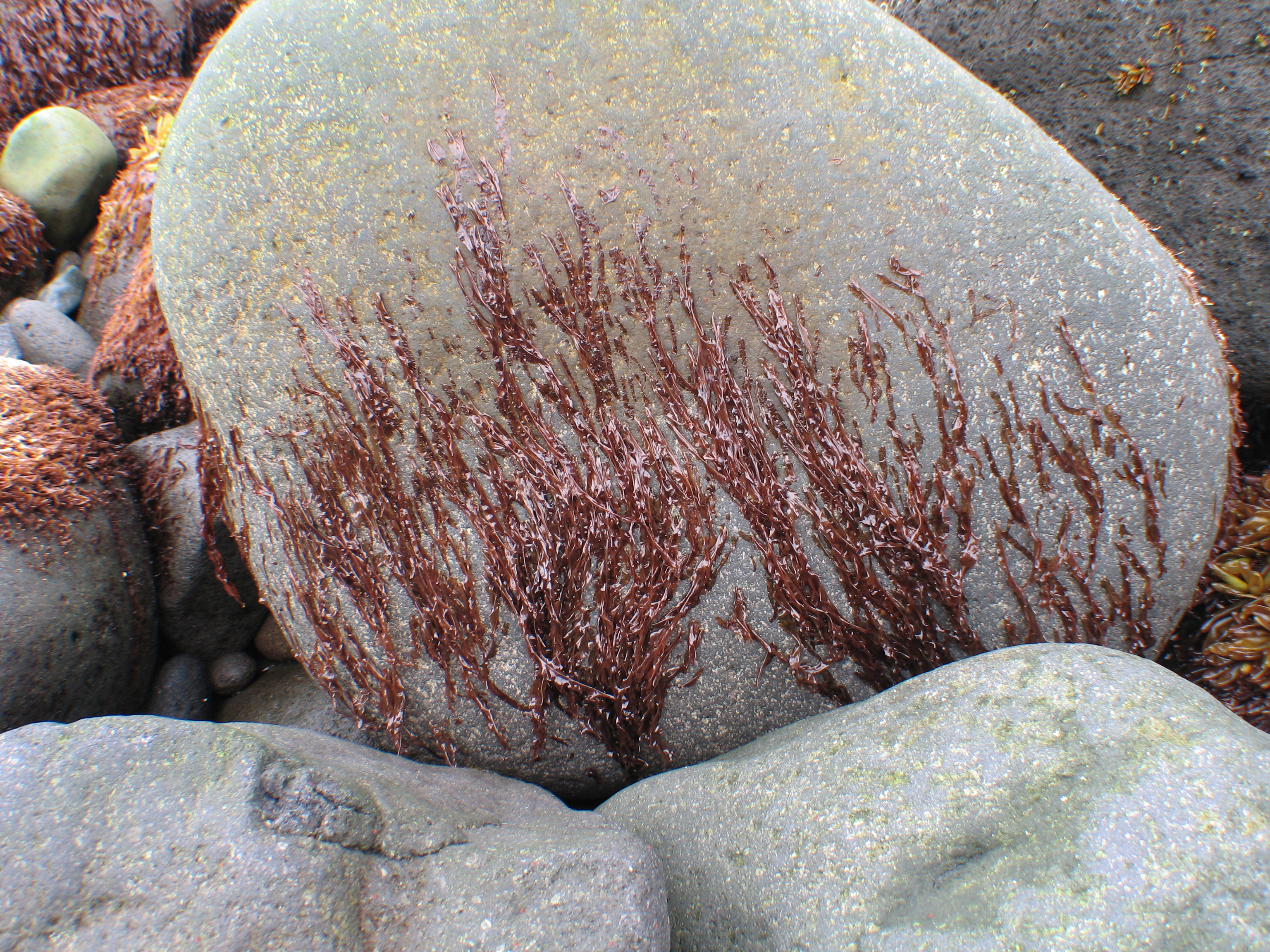Pyropia taeniata – M. Lindeberg · Aleutian Islands · July 2006