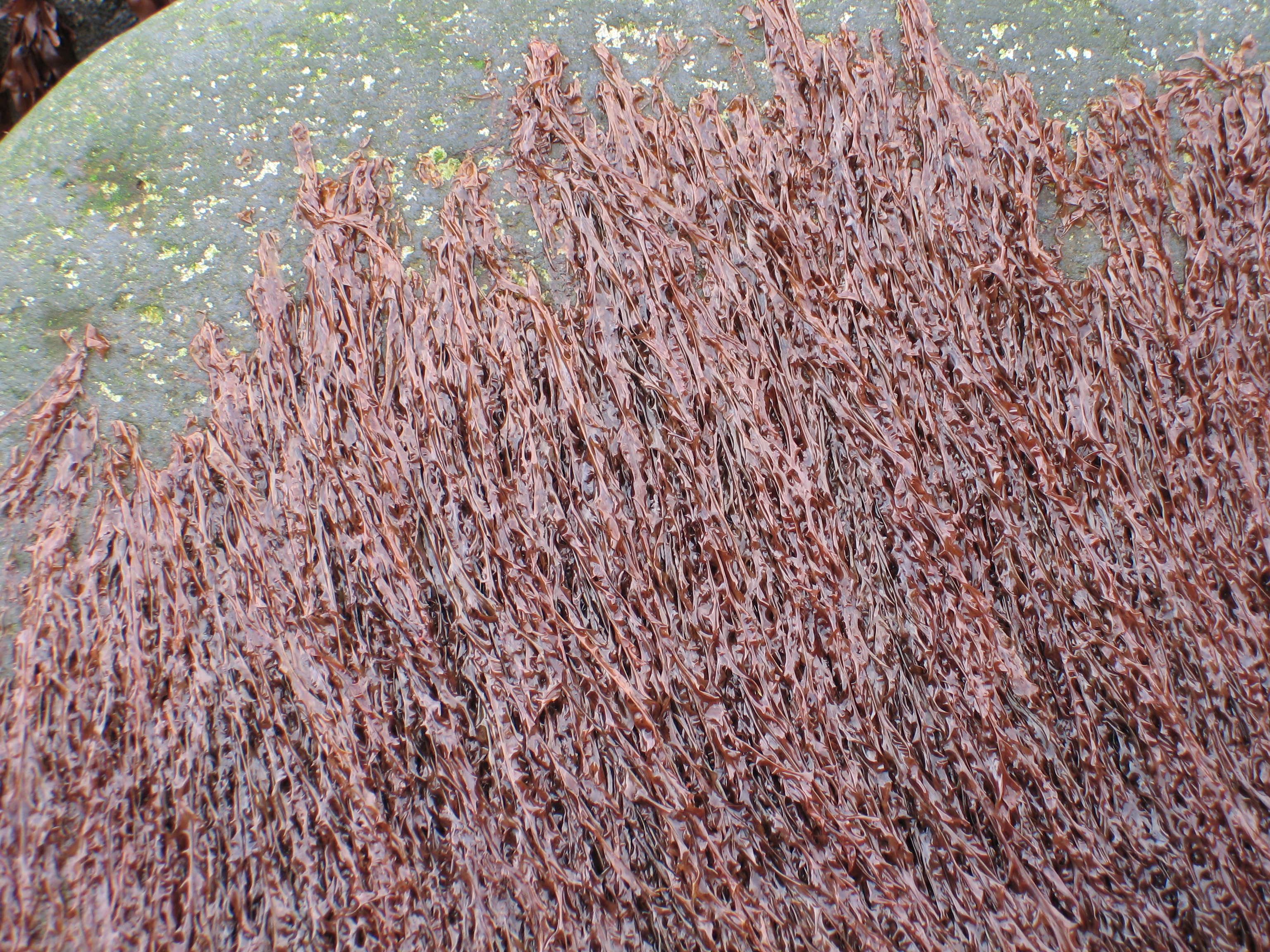 Pyropia taeniata – M. Lindeberg · Aleutian Islands · July 2006