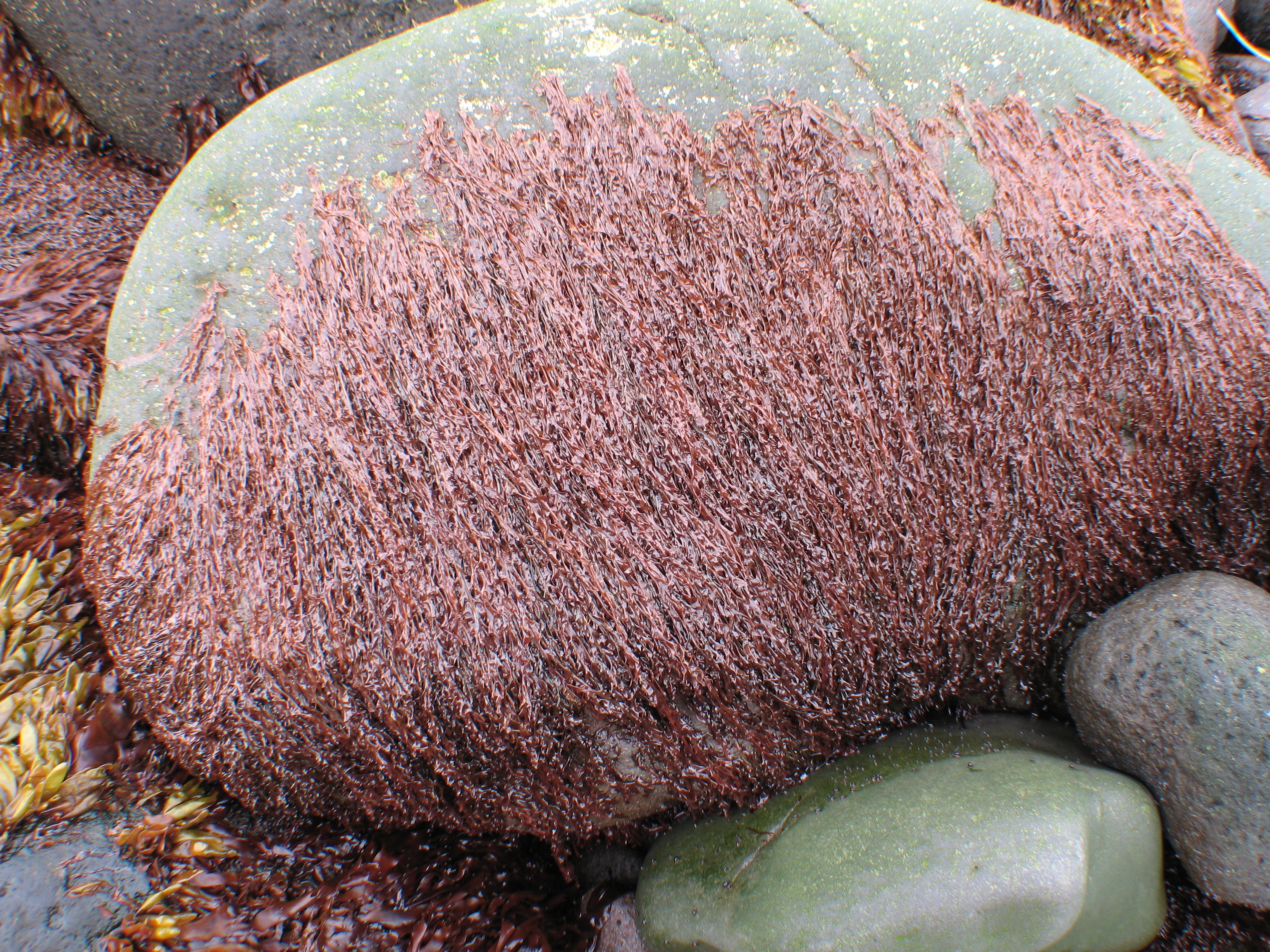 Pyropia taeniata – M. Lindeberg · Aleutian Islands · July 2006
