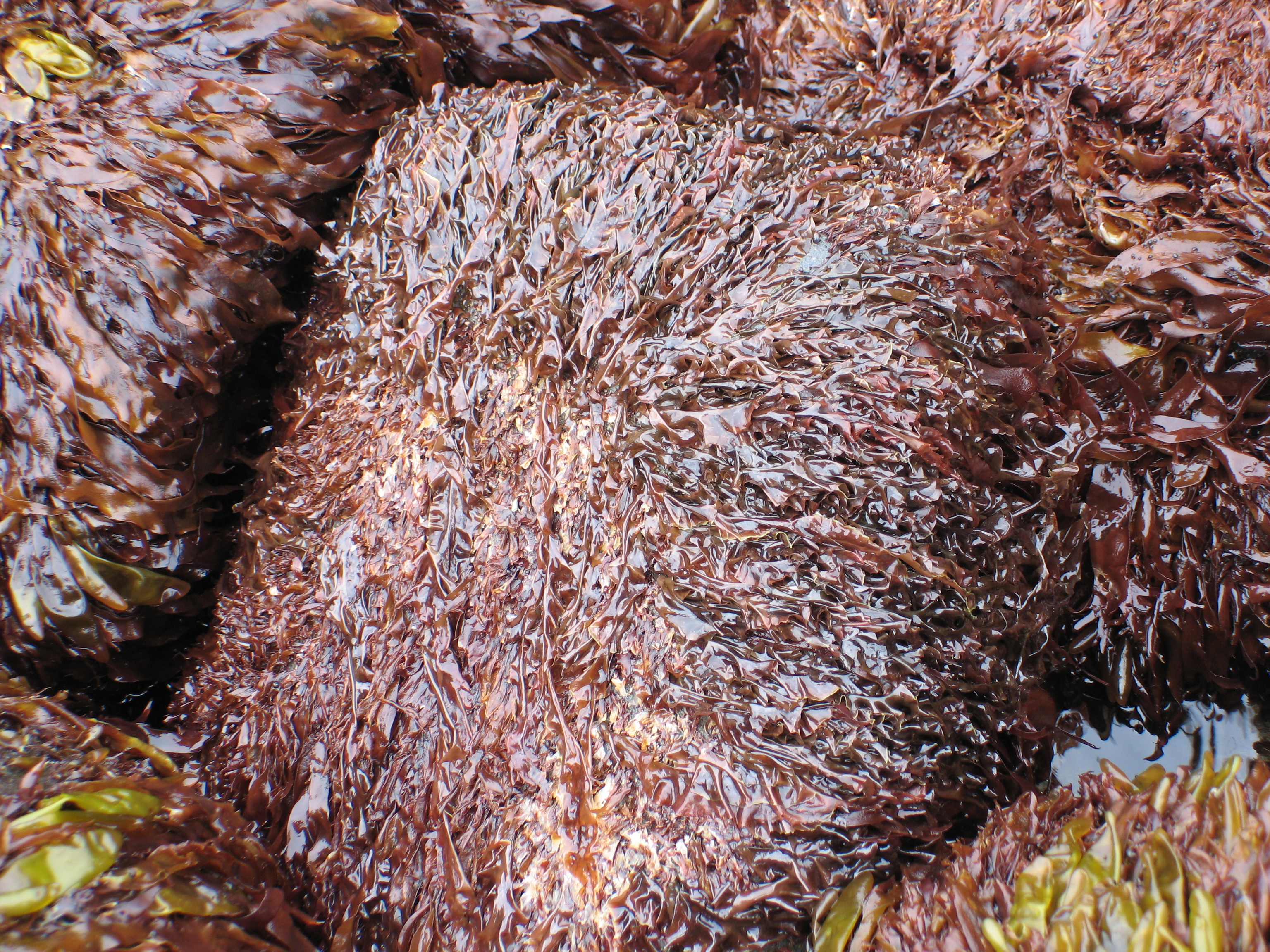 Pyropia taeniata – M. Lindeberg · Aleutian Islands · July 2006