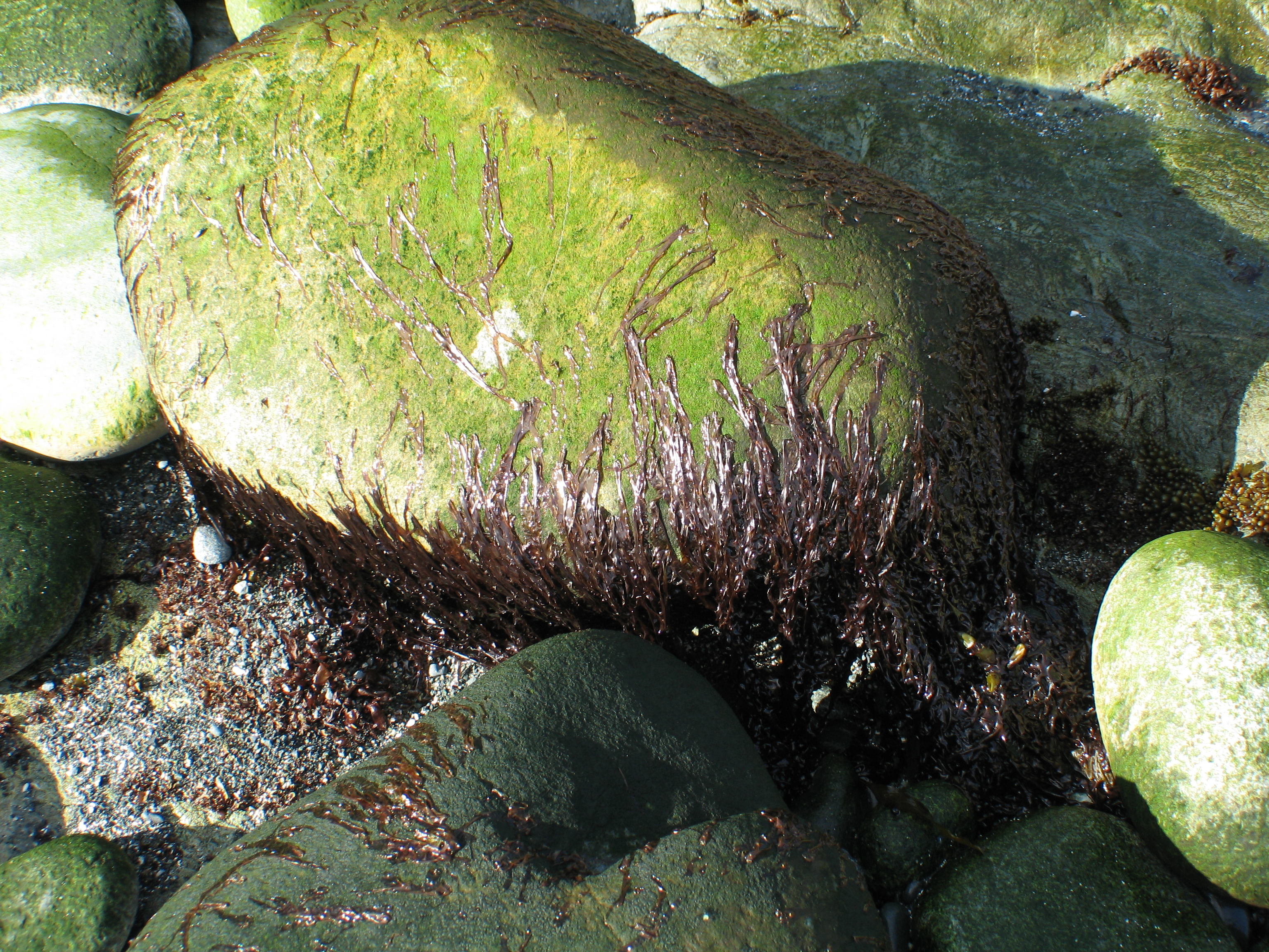 Pyropia taeniata – M. Lindeberg · Aleutian Islands · June 2007