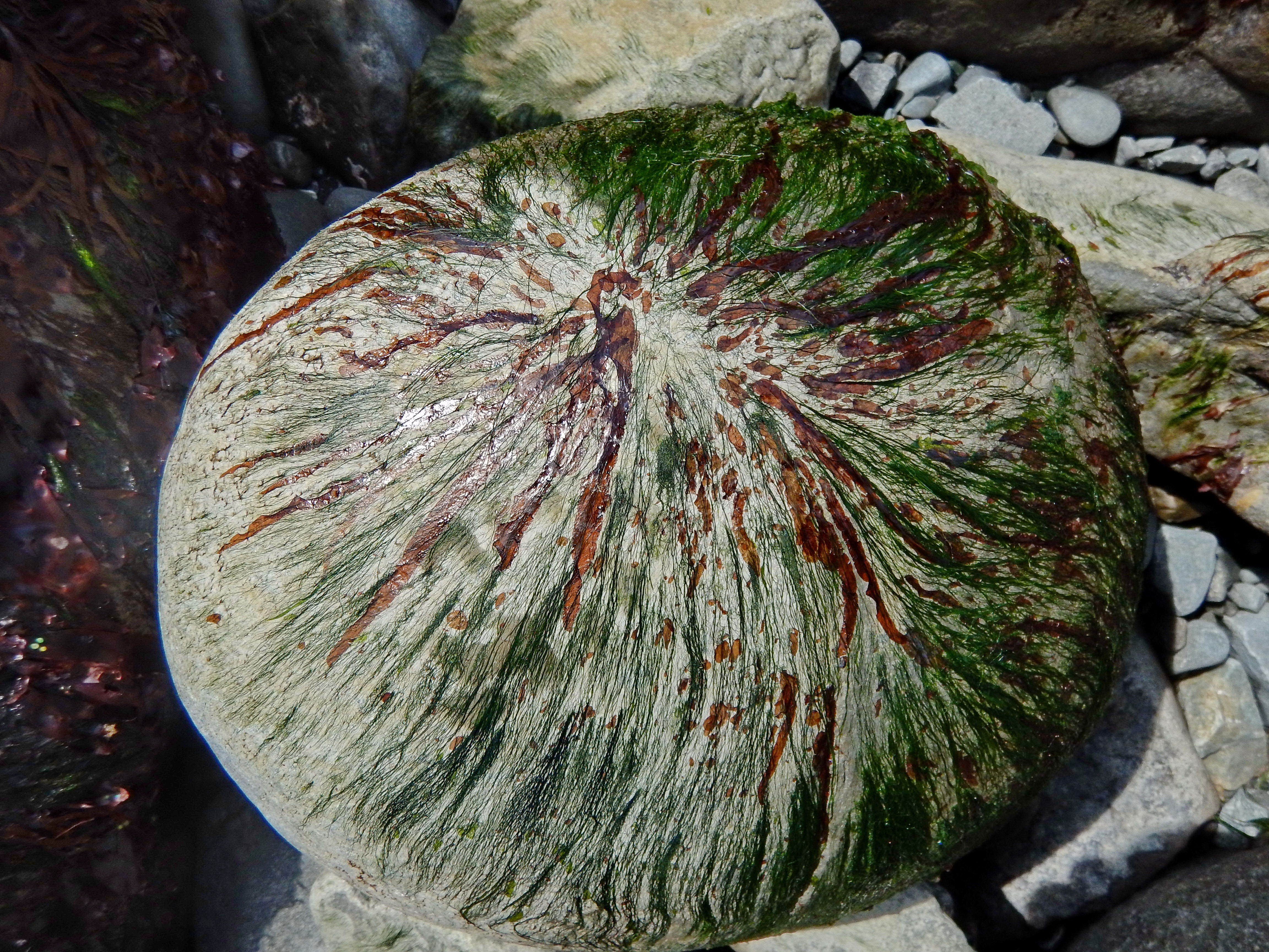 Pyropia taeniata – M. Lindeberg · Cook Inlet · June 2016