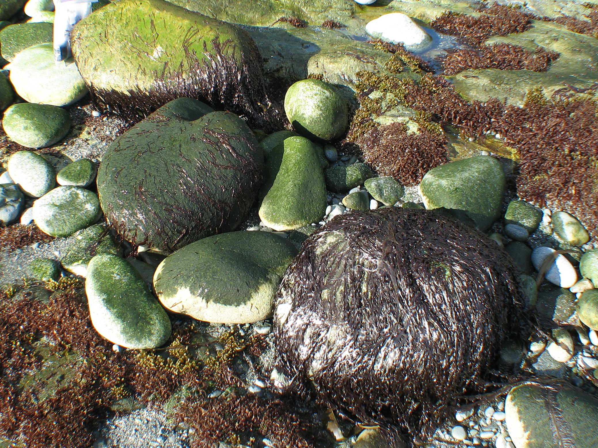 Pyropia taeniata – M. Lindeberg · Aleutian Islands · June 2007