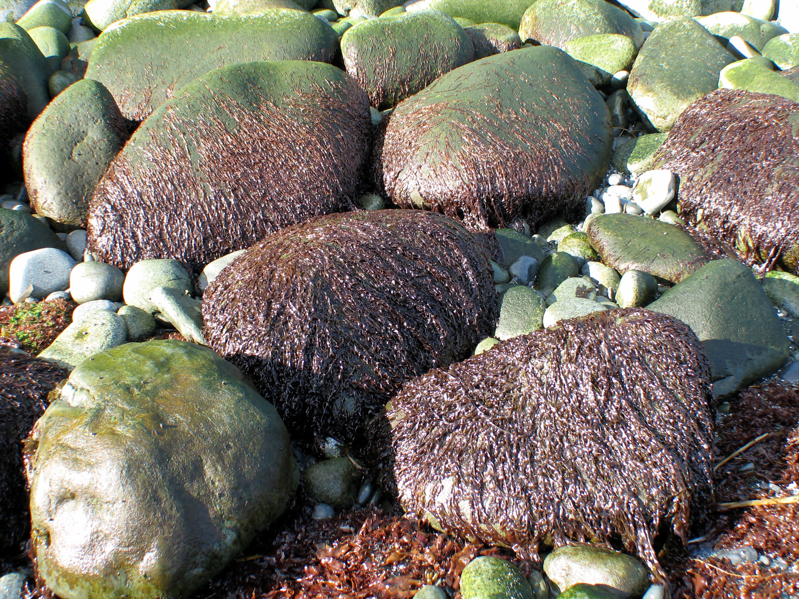 Pyropia taeniata – M. Lindeberg · Aleutian Islands · June 2007