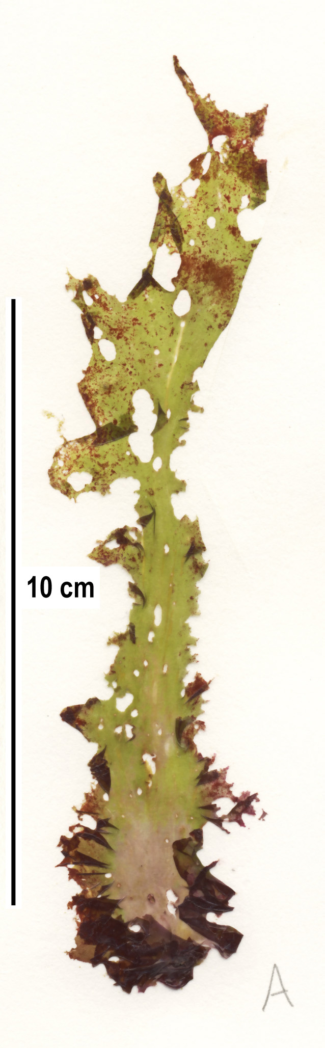 Pyropia torta – S. Lindstrom · Aleutian Islands · June 2008