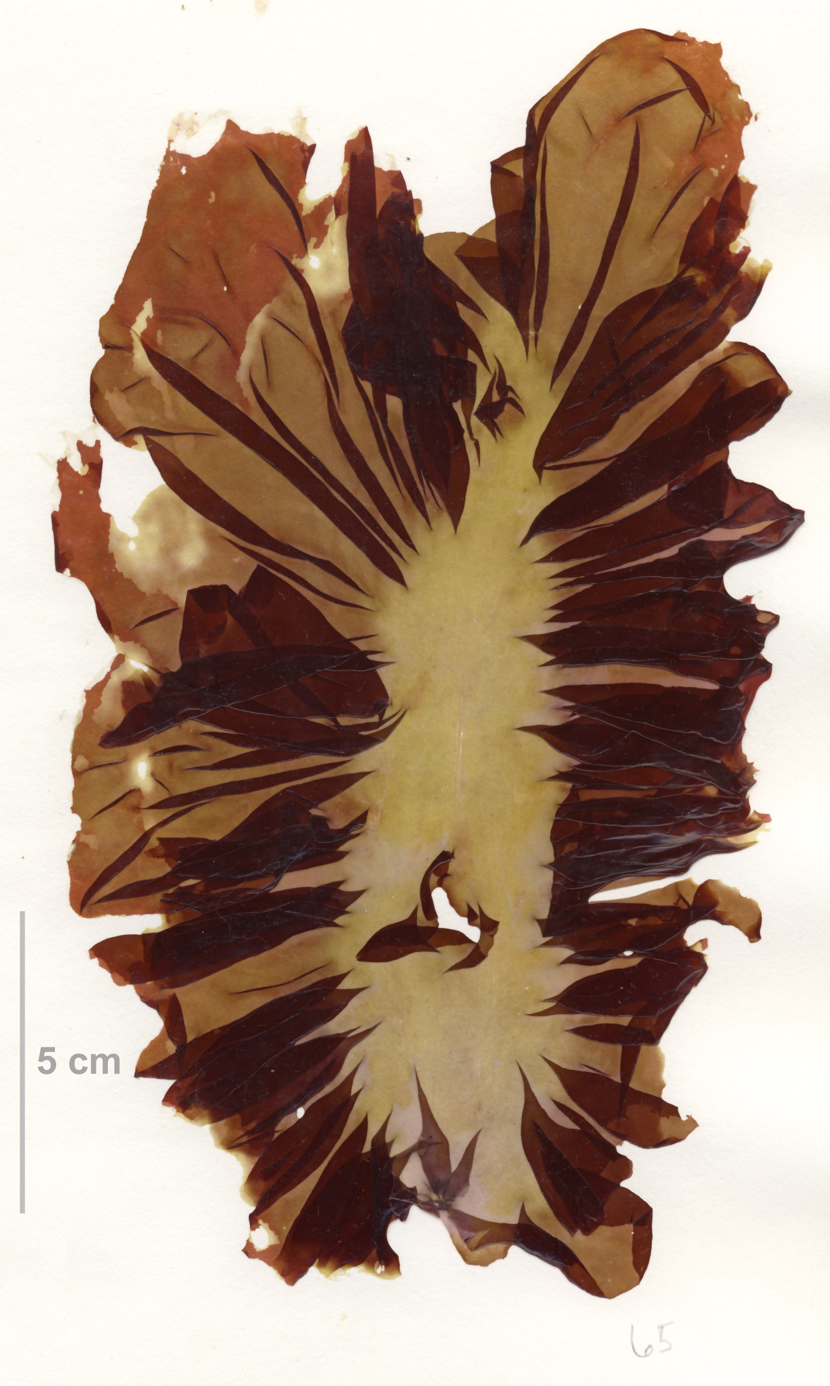Pyropia unabbottiae