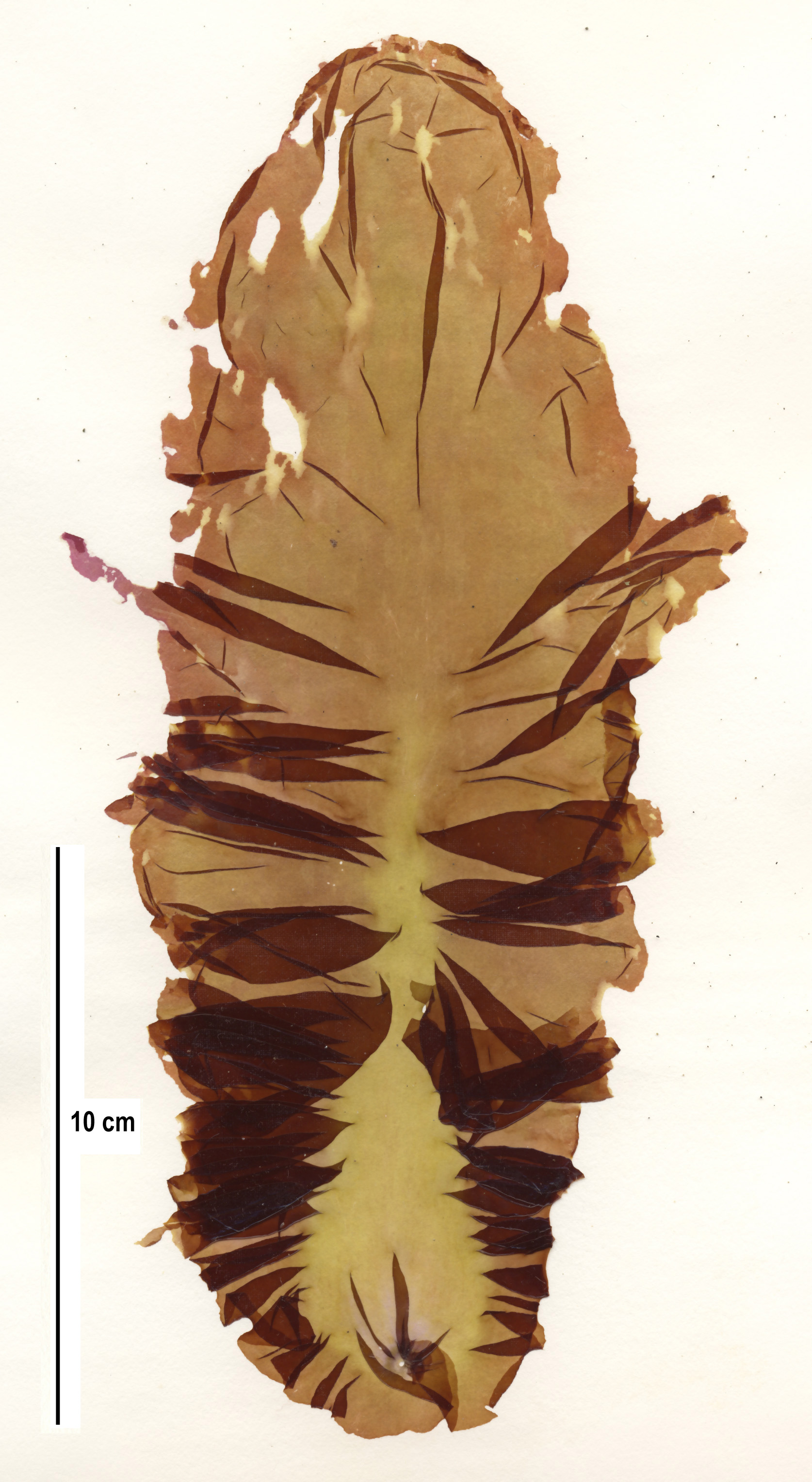 Pyropia unabbottiae – S. Lindstrom · Aleutian Islands · June 2008