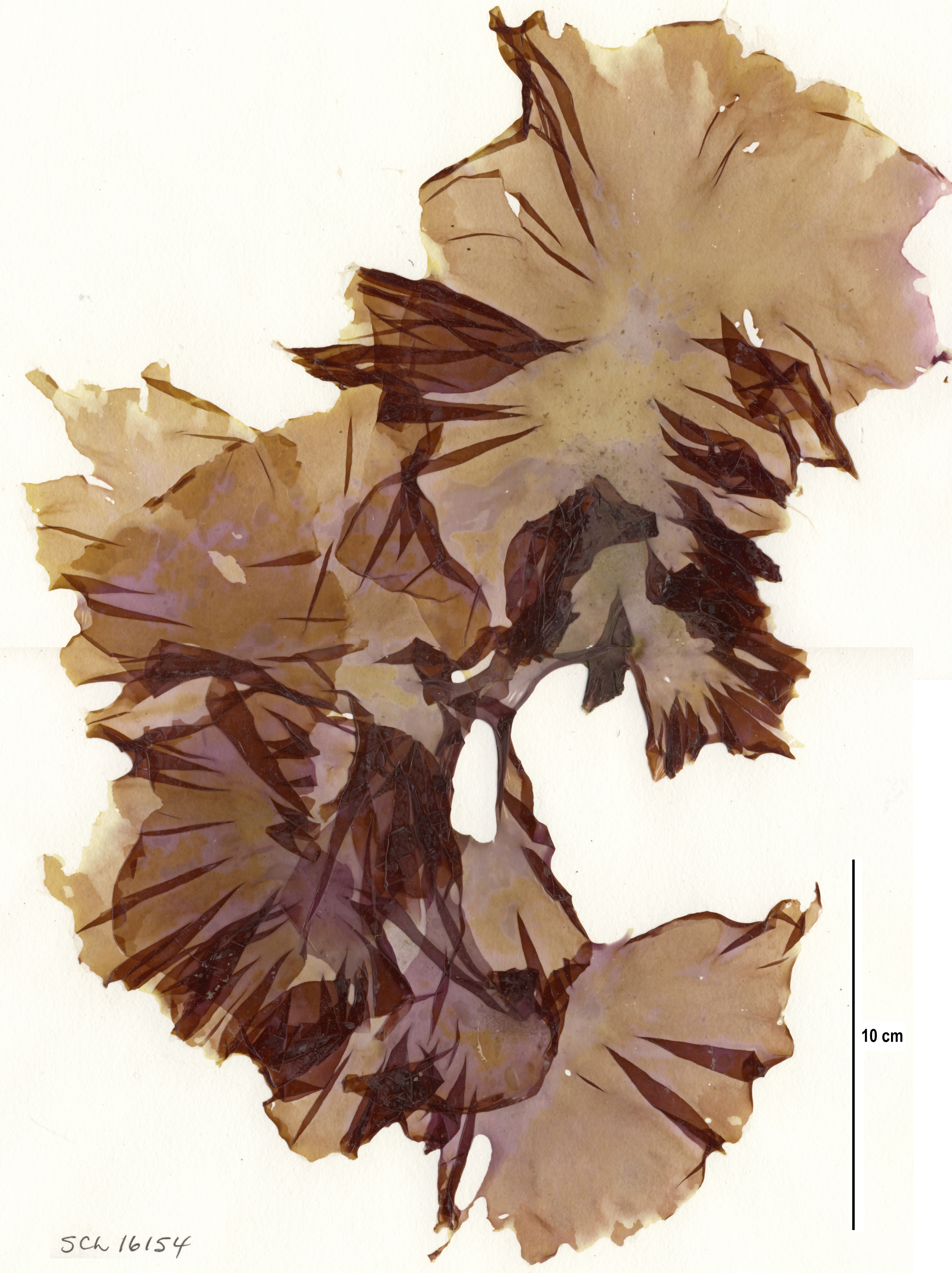 Pyropia unabbottiae – S. Lindstrom · Alaska Peninsula · May 2016