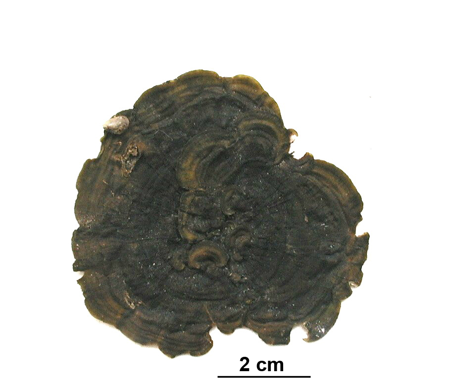 Ralfsia fungiformis