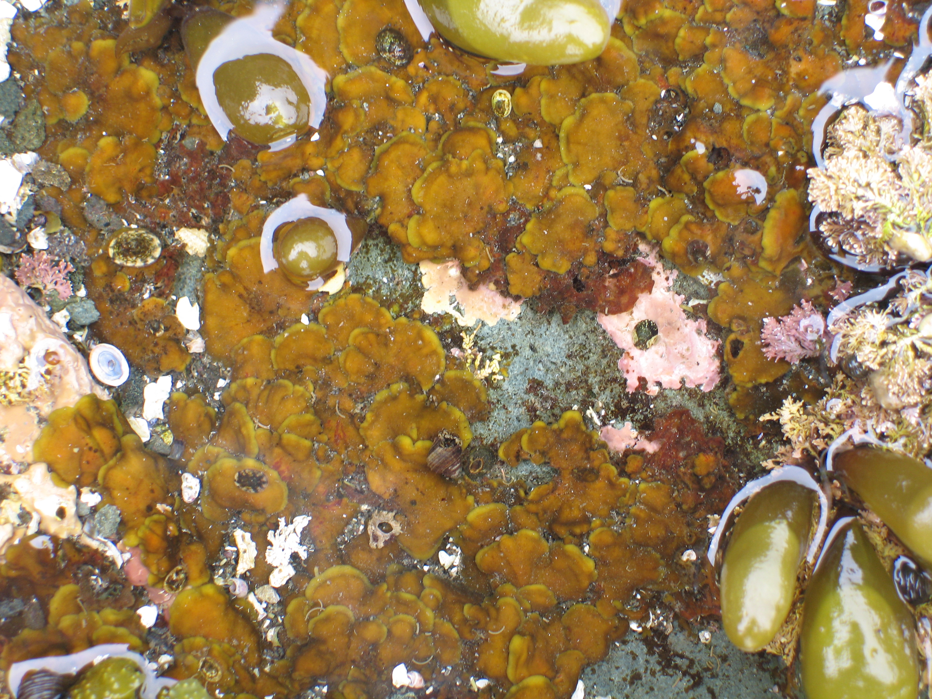 Ralfsia fungiformis – M. Lindeberg · Aleutian Islands · July 2006