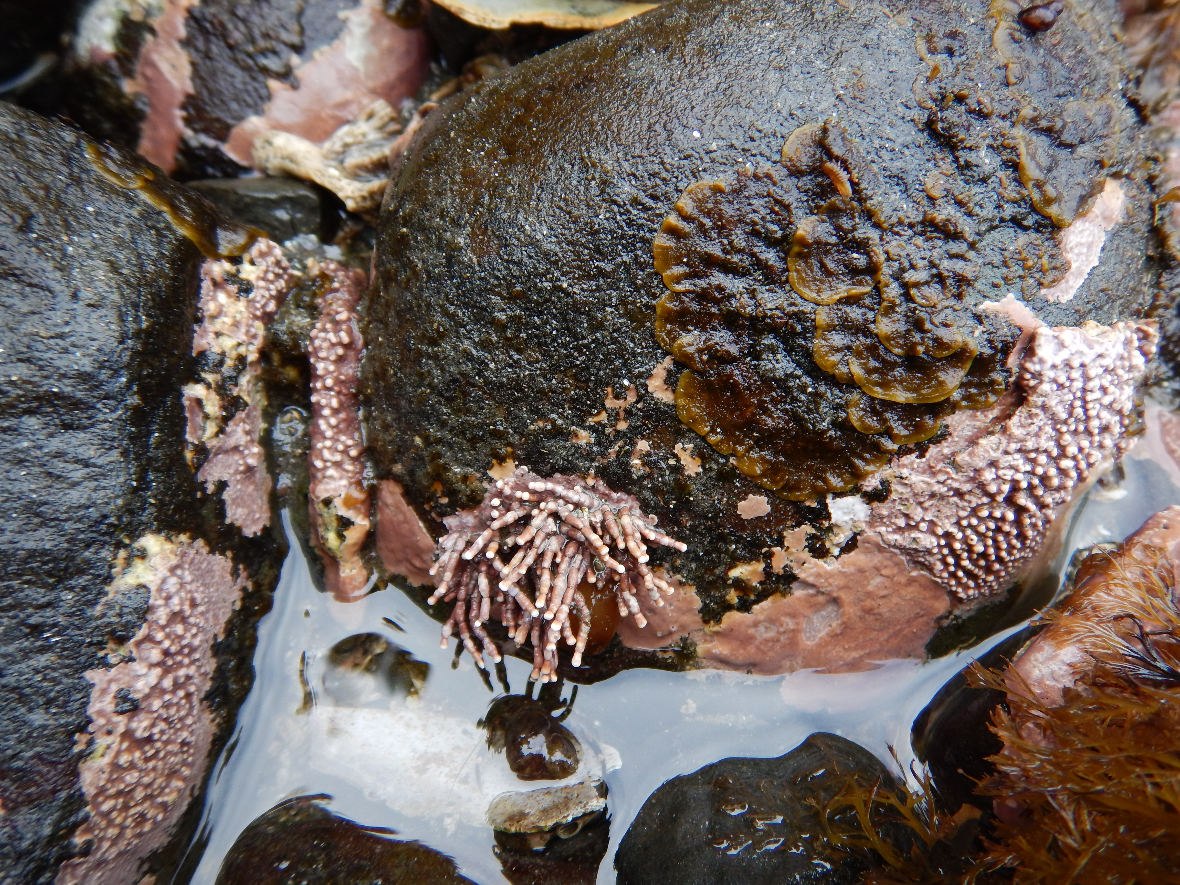 Ralfsia fungiformis – M. Lindeberg · Alaska Peninsula · May 2016
