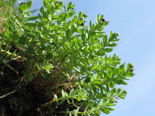 Rhodiola integrifolia – M. Lindeberg · Alaska Peninsula · July 2009