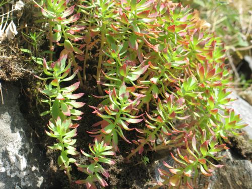 Rhodiola integrifolia