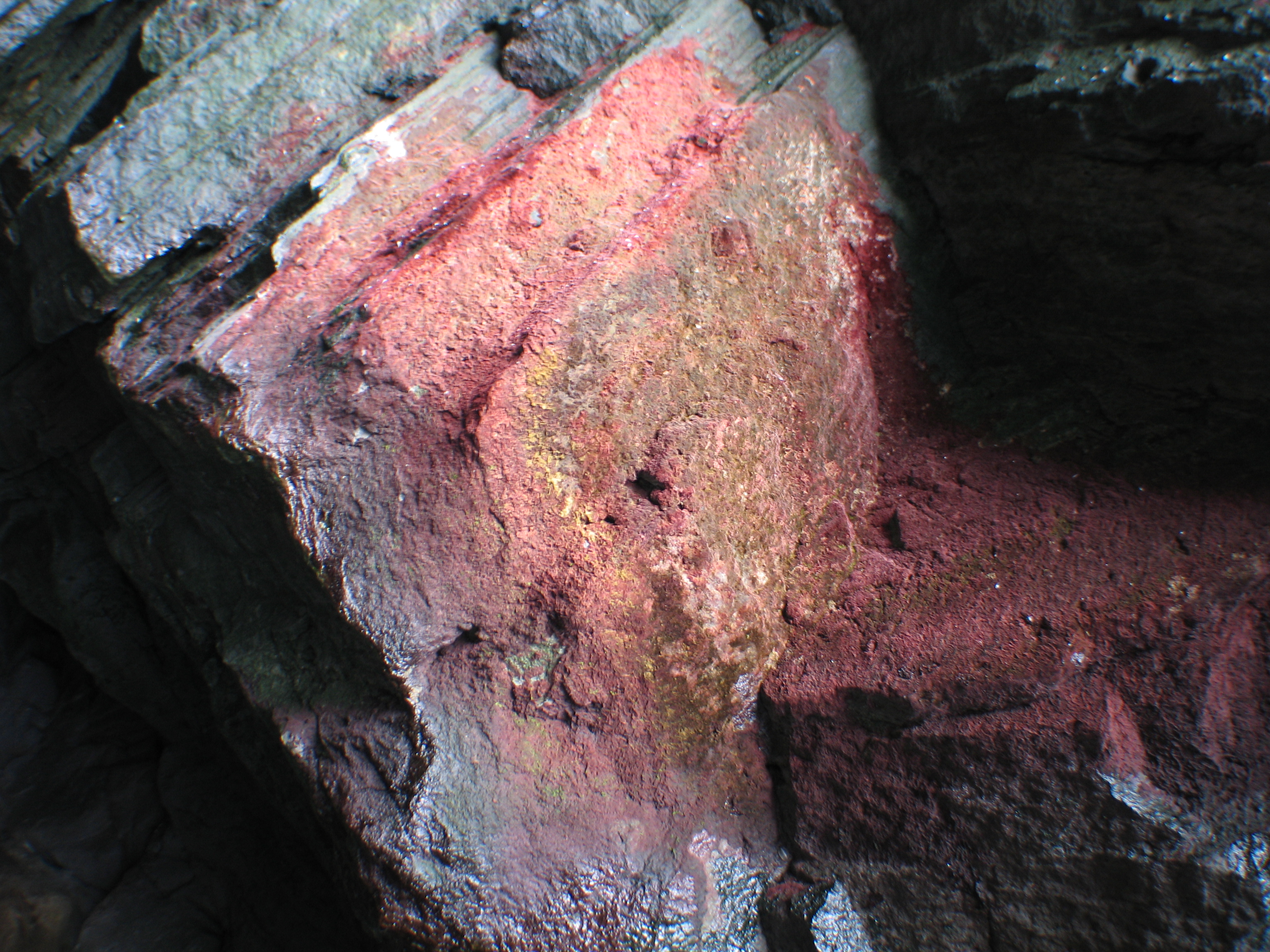 Rhodochorton purpureum – M. Lindeberg · Aleutian Islands · July 2006